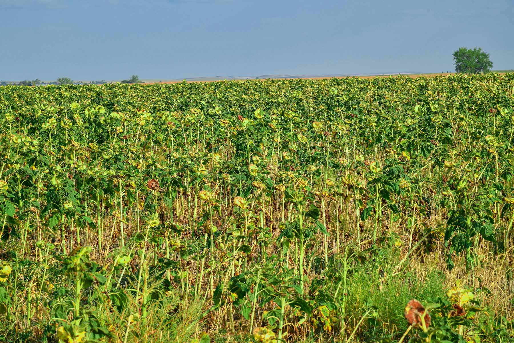 Bowman County Farms property picture 35 of 57