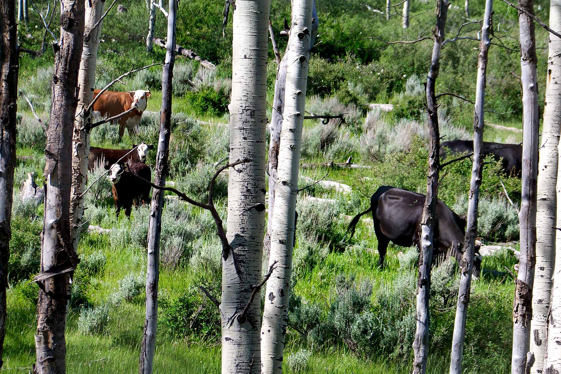Bitter Creek Ranch property picture 40 of 135