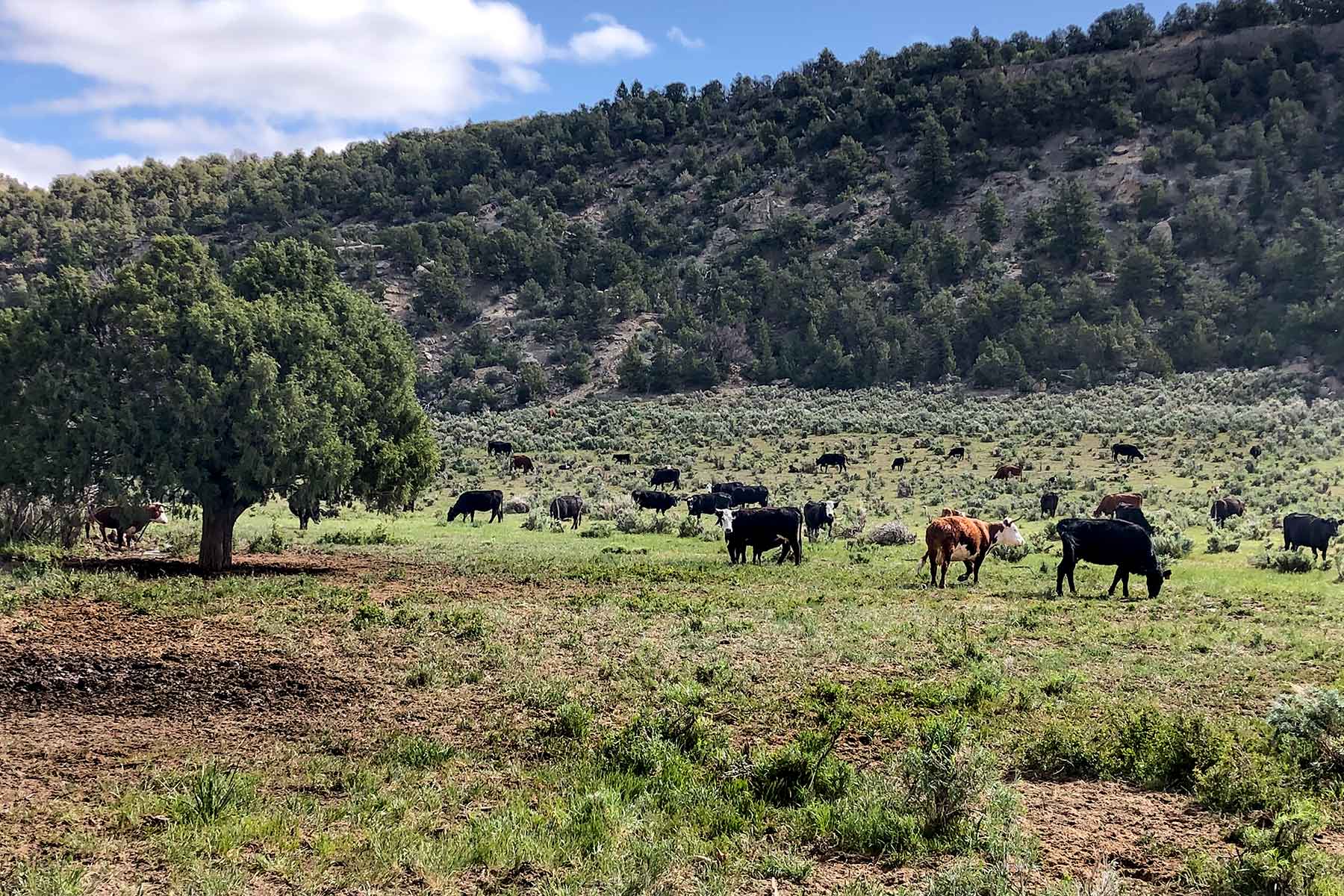 Bitter Creek Ranch Sold Colorado Hall and Hall