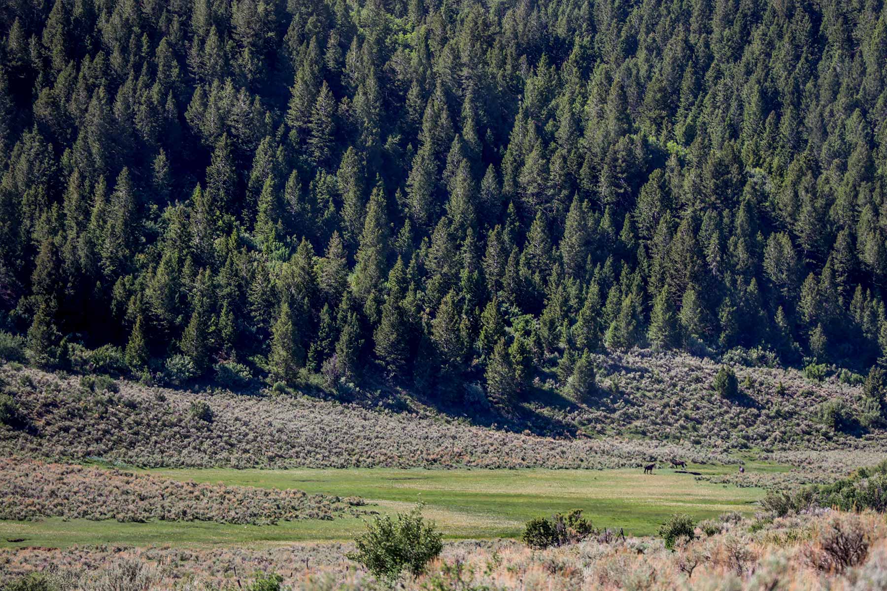 Bitter Creek Ranch property picture 90 of 135