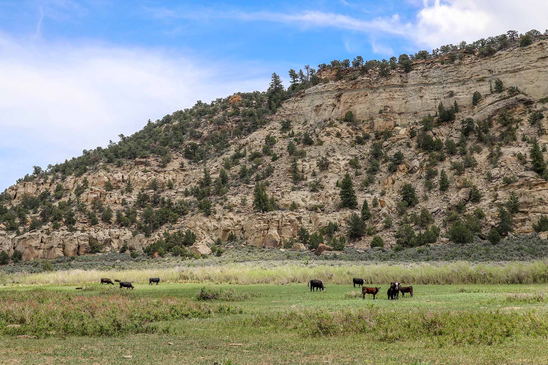 Bitter Creek Ranch property picture 110 of 135