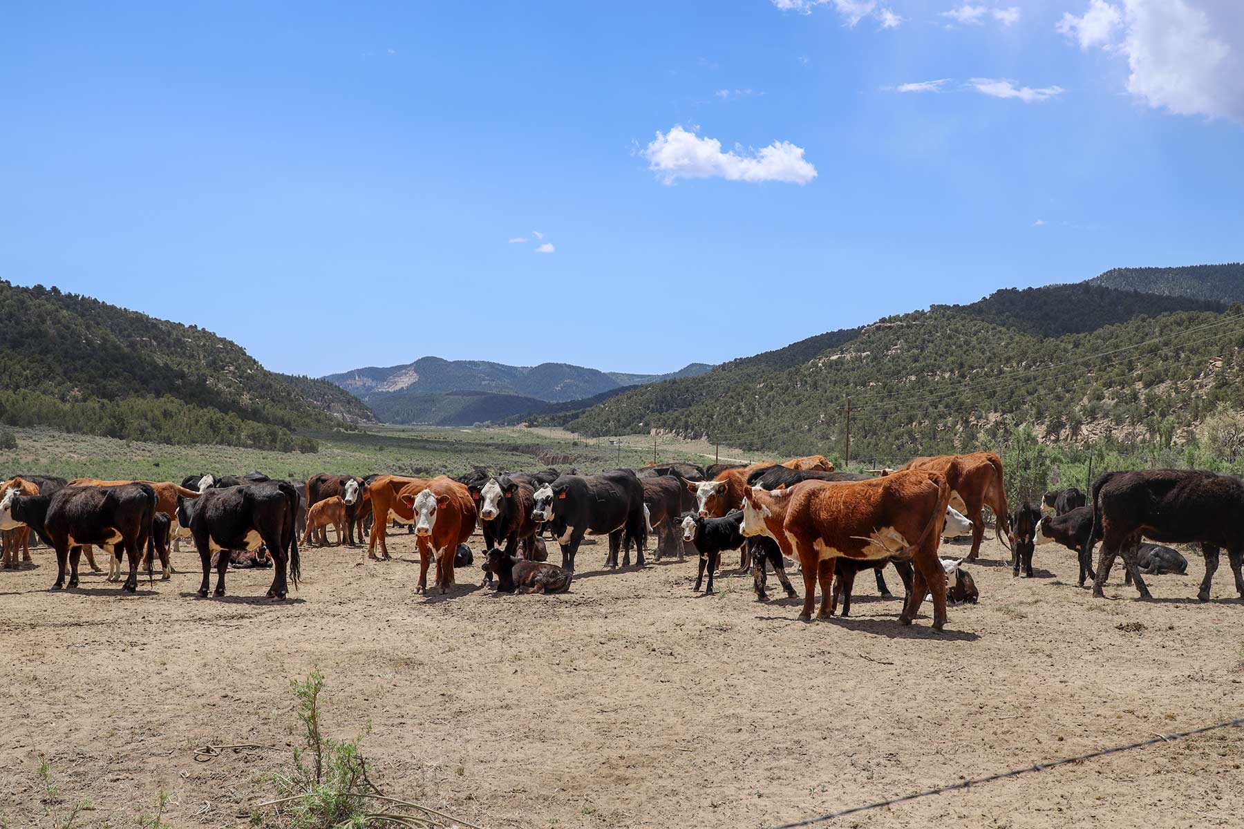 Bitter Creek Ranch property picture 113 of 135
