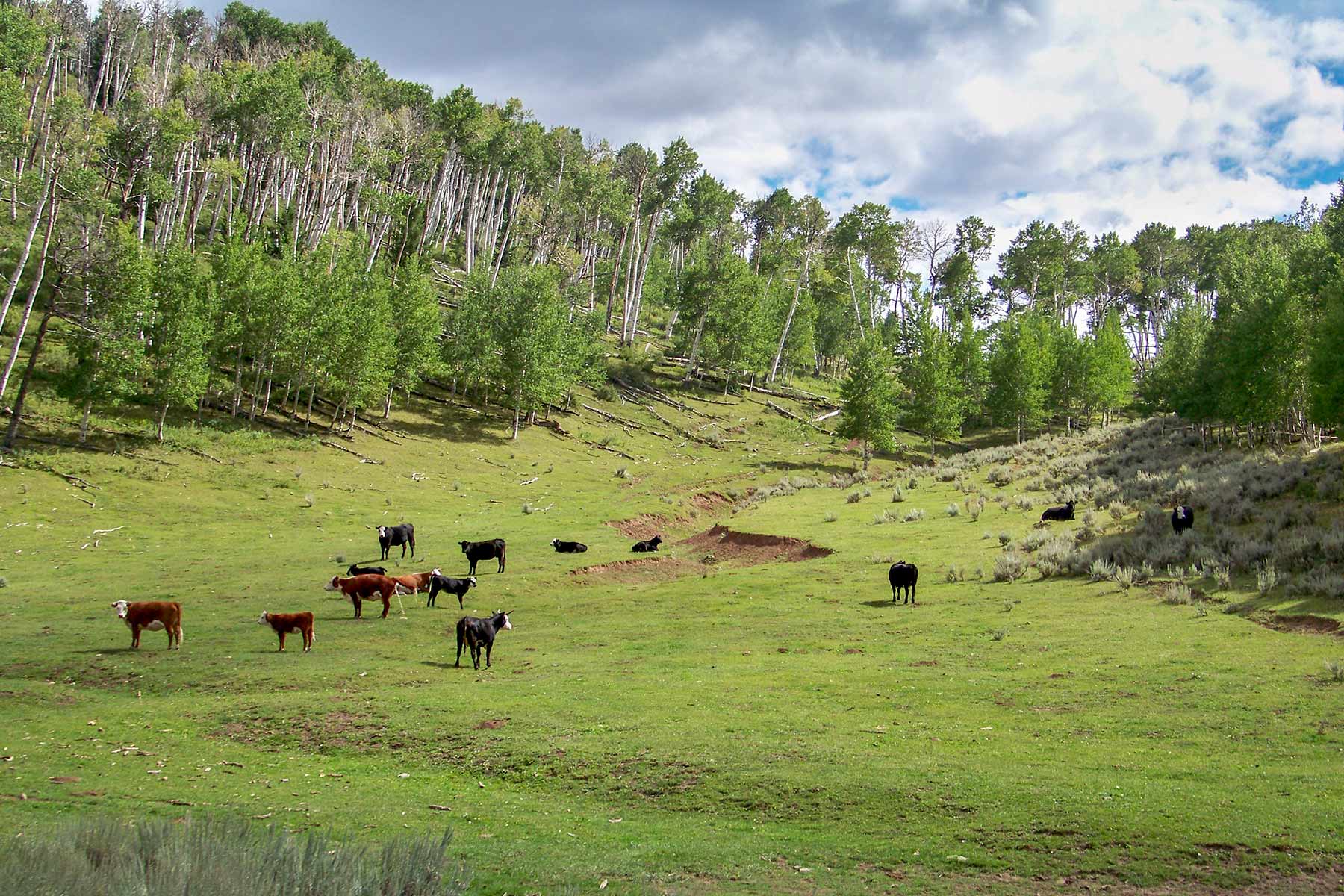Bitter Creek Ranch property picture 7 of 135