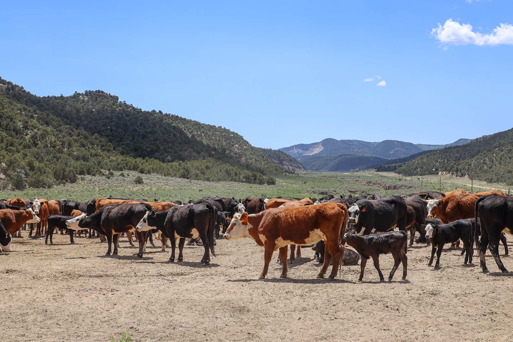Bitter Creek Ranch property picture 115 of 135