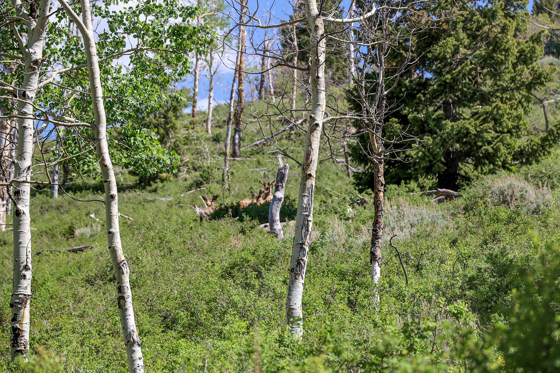 Bitter Creek Ranch property picture 105 of 135