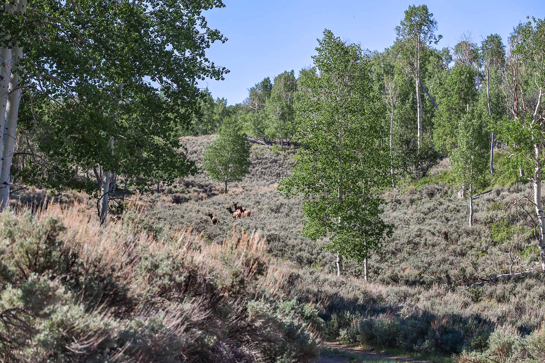 Bitter Creek Ranch property picture 88 of 135