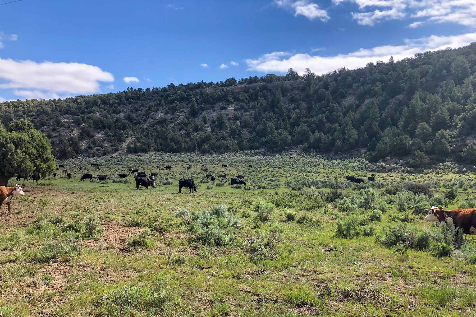 Bitter Creek Ranch Sold Colorado Hall and Hall