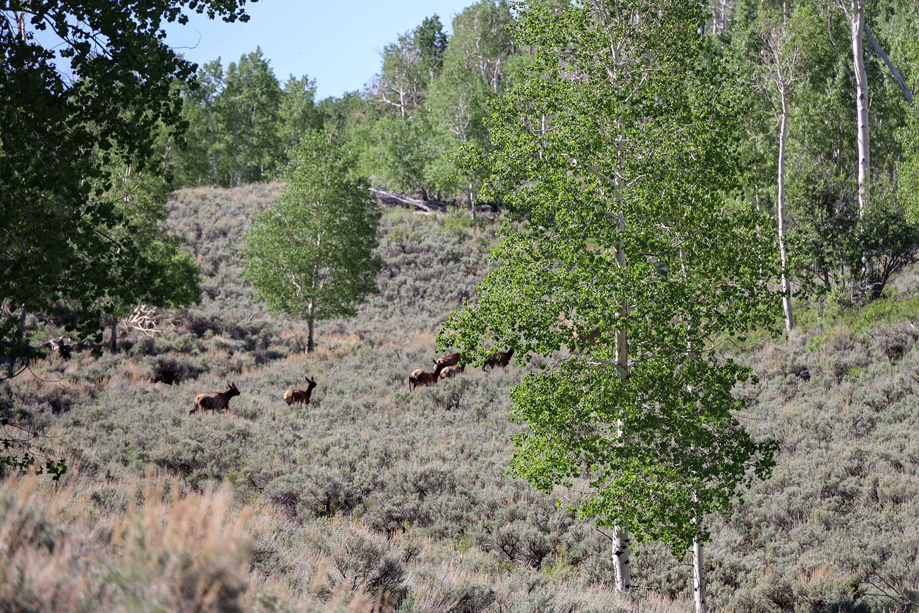 Bitter Creek Ranch property picture 87 of 135