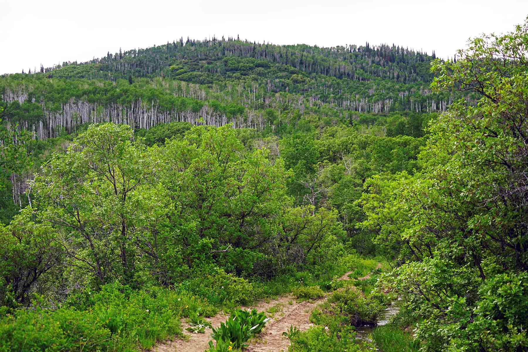 Strawberry Park Ranch property picture 51 of 68
