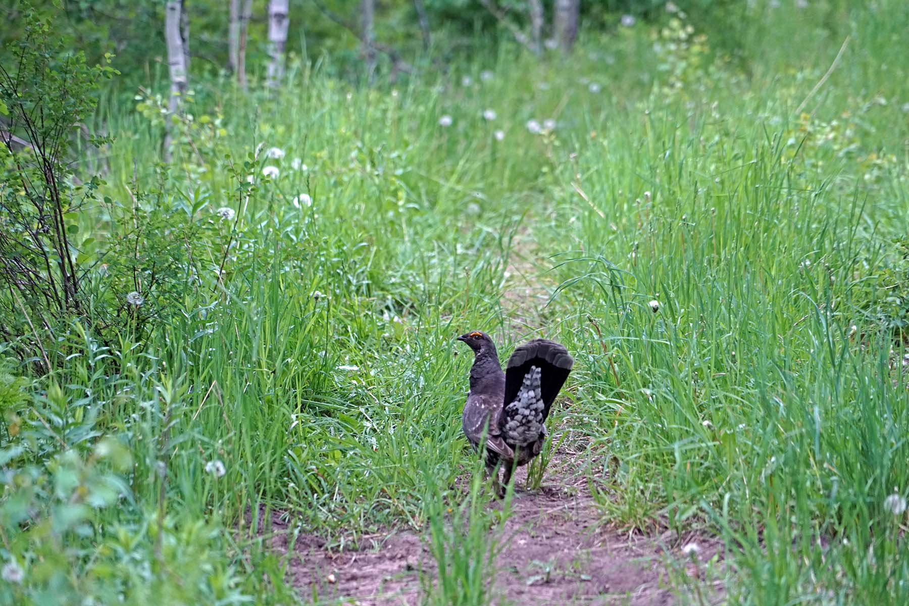 Strawberry Park Ranch property picture 62 of 68