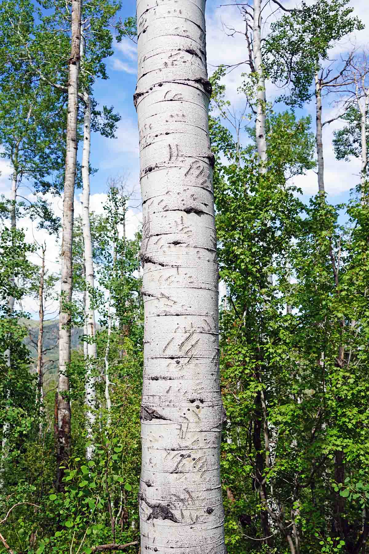 Strawberry Park Ranch property picture 59 of 68