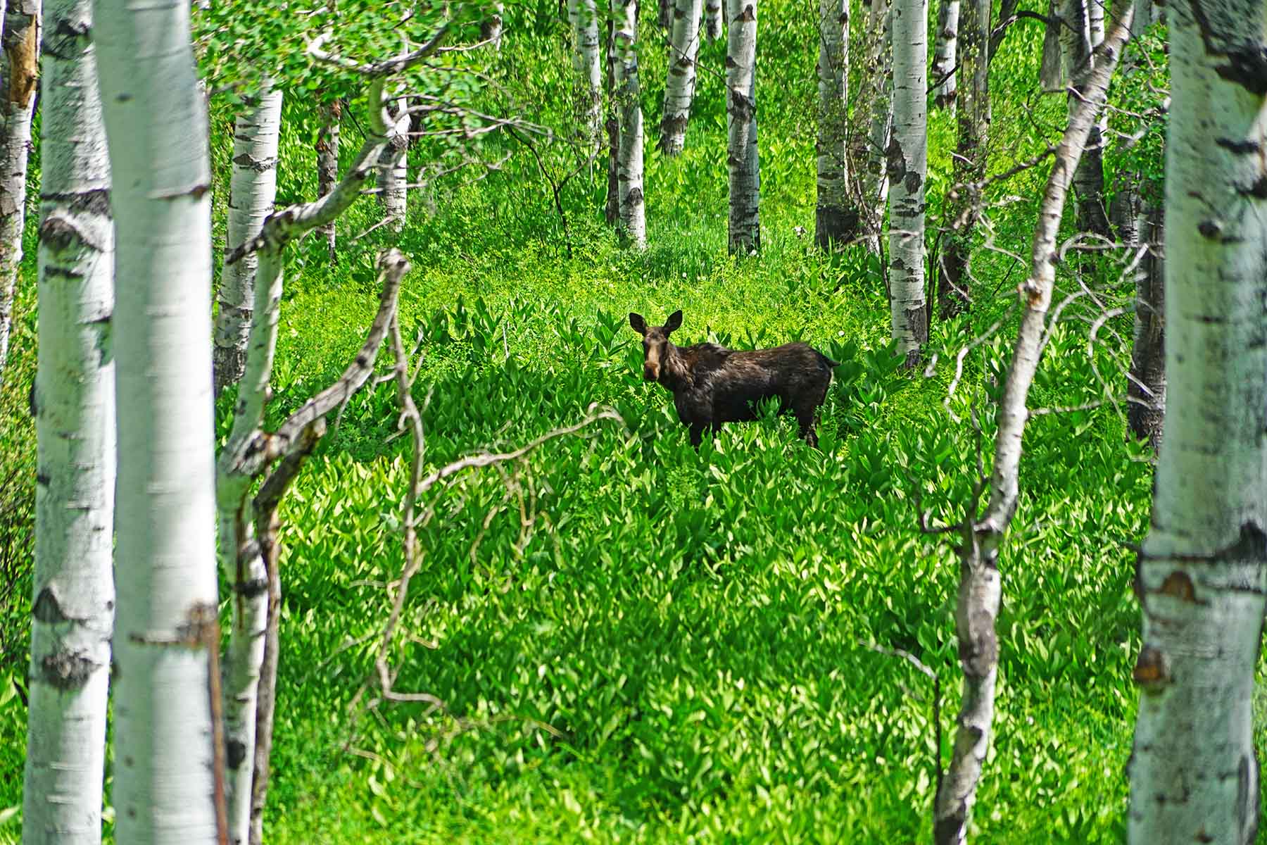 Strawberry Park Ranch property picture 57 of 68