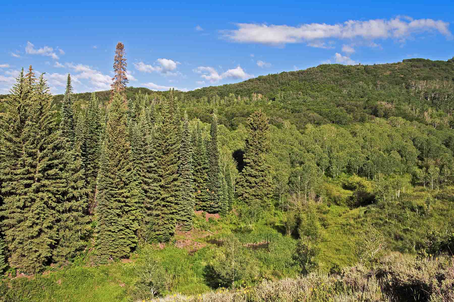 Strawberry Park Ranch property picture 44 of 68