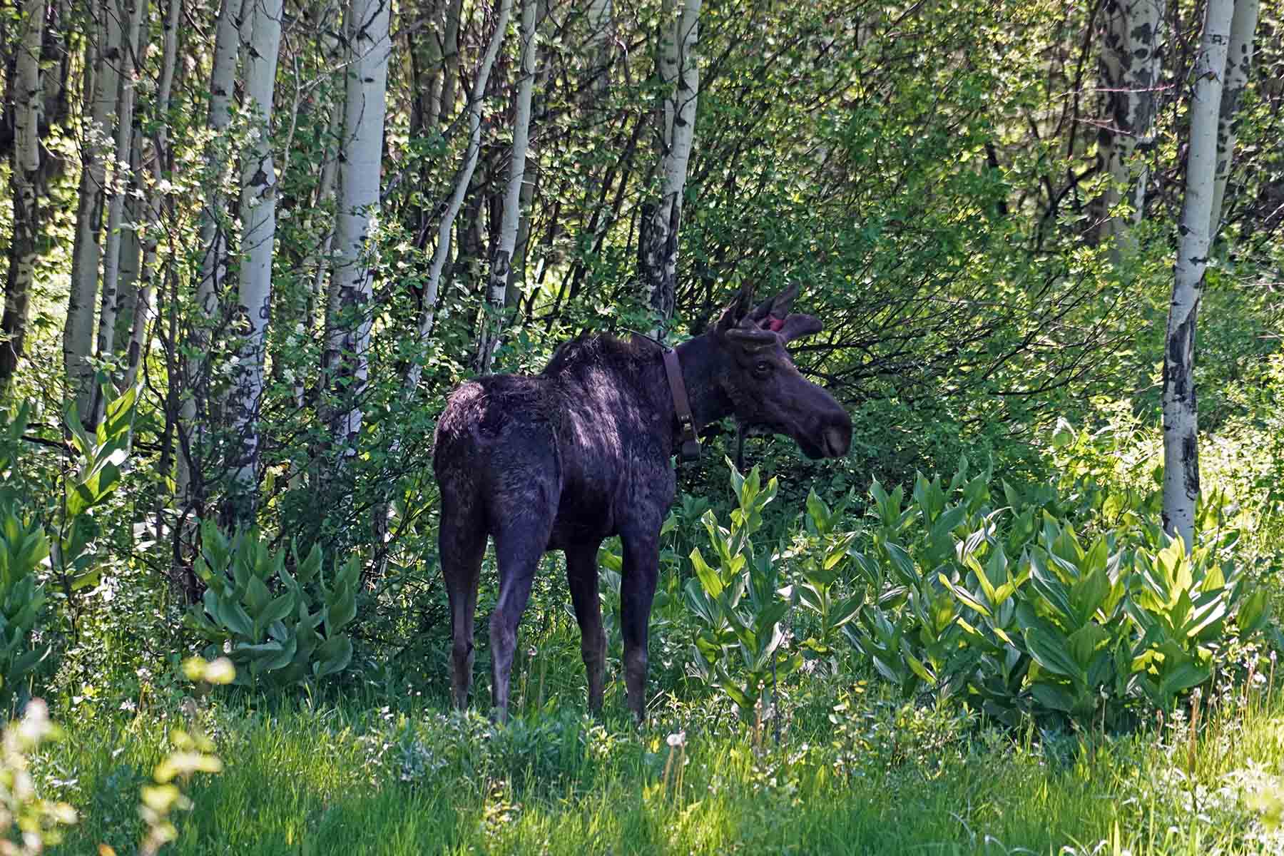 Strawberry Park Ranch property picture 11 of 68
