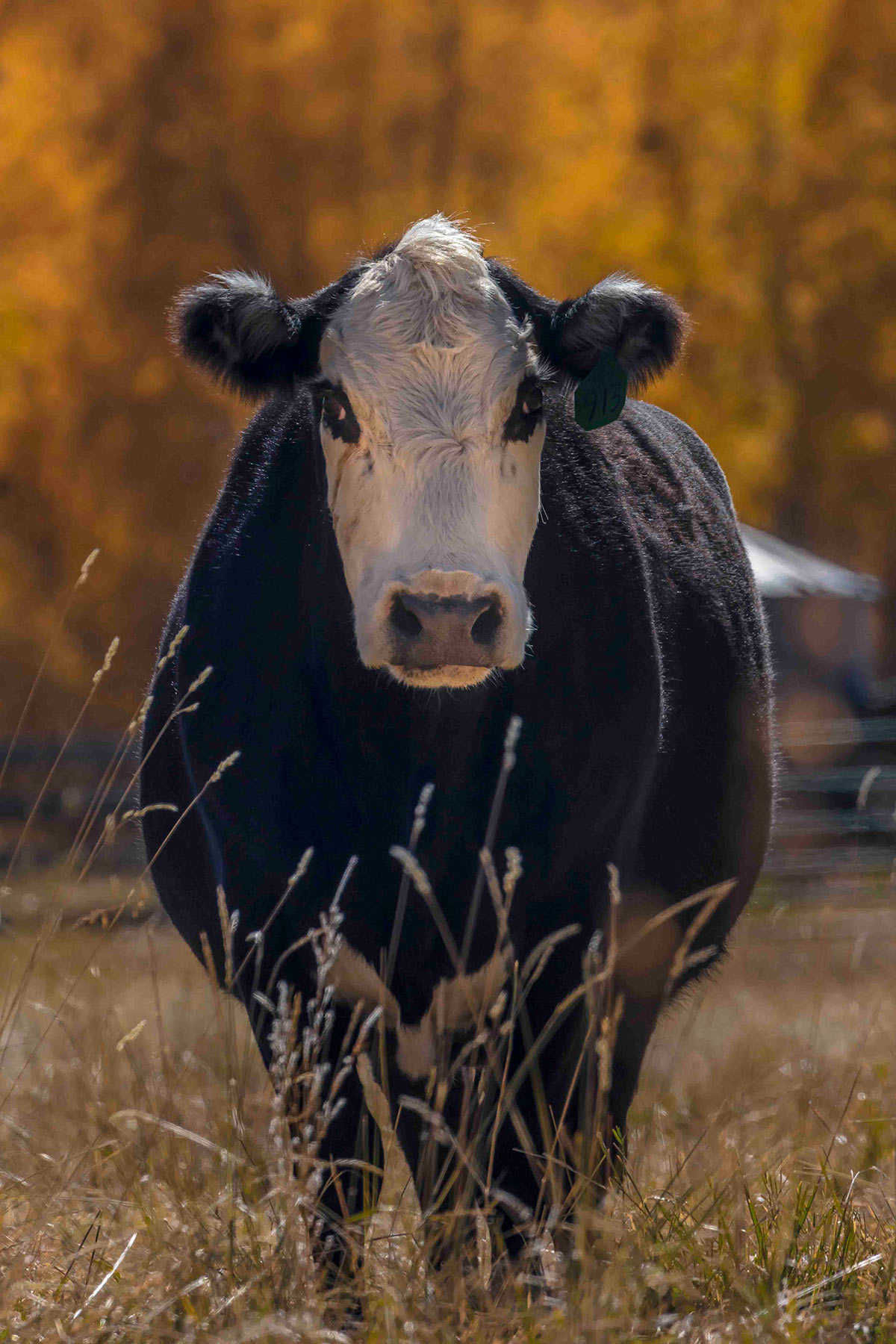 Centennial Ranch property picture 68 of 147