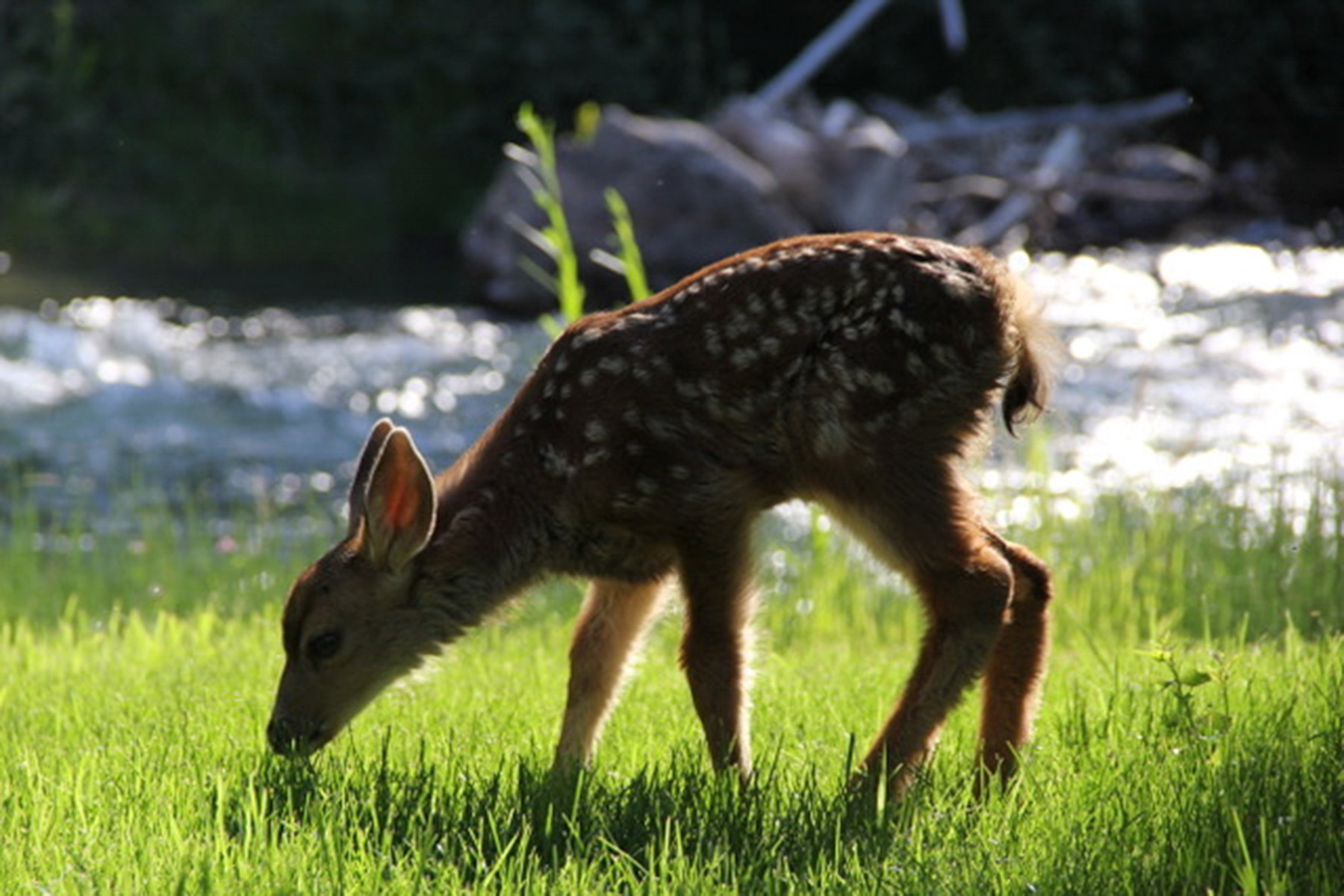 Centennial Ranch property picture 104 of 147