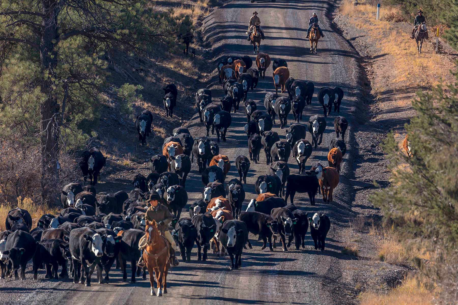 Centennial Ranch property picture 64 of 147