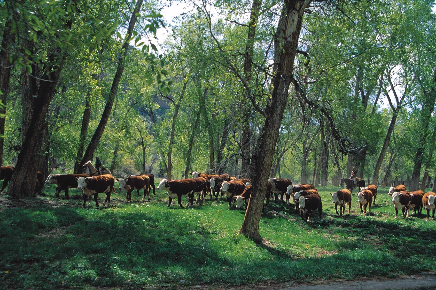 Centennial Ranch property picture 56 of 147