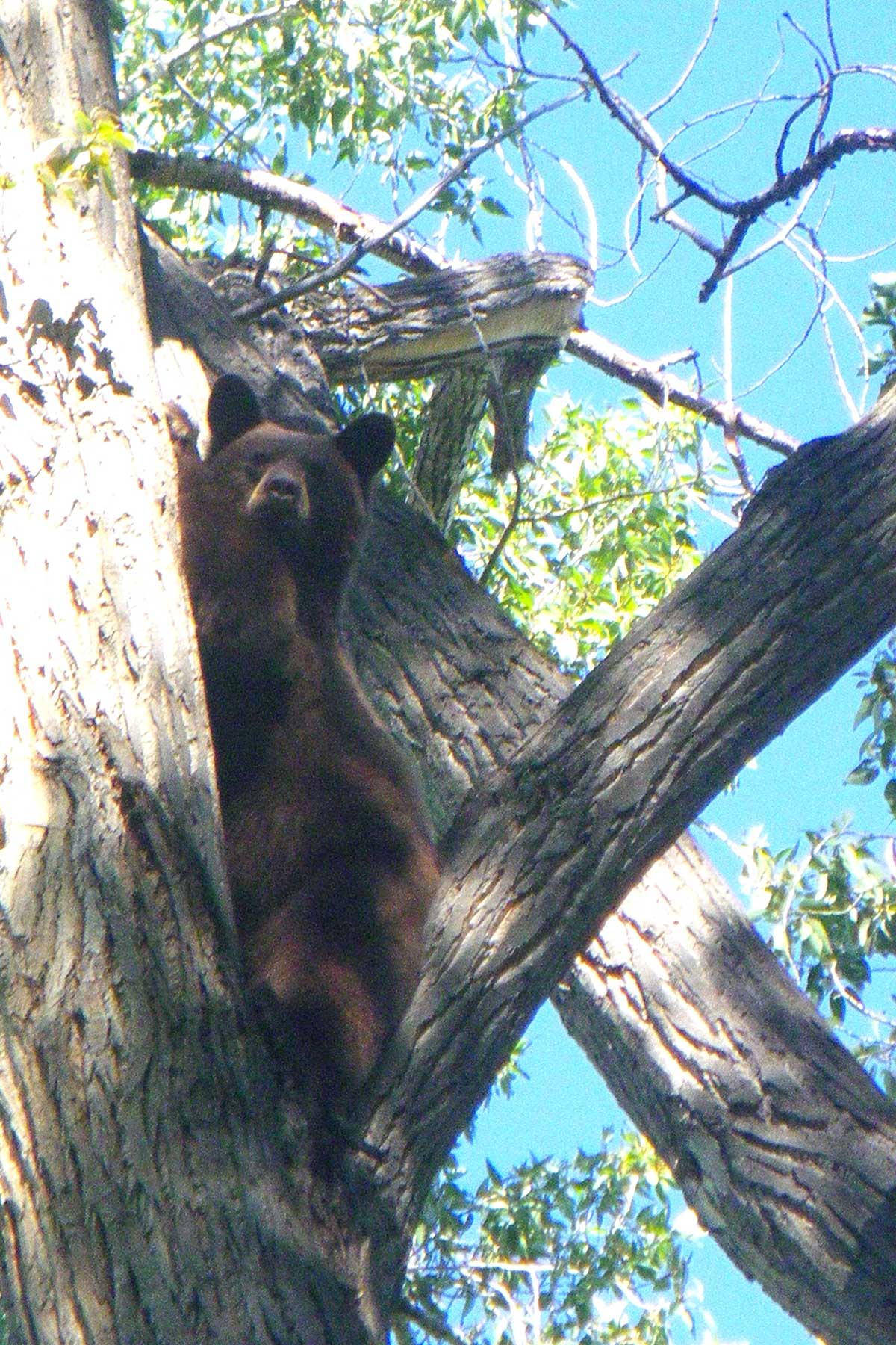 Centennial Ranch property picture 125 of 147