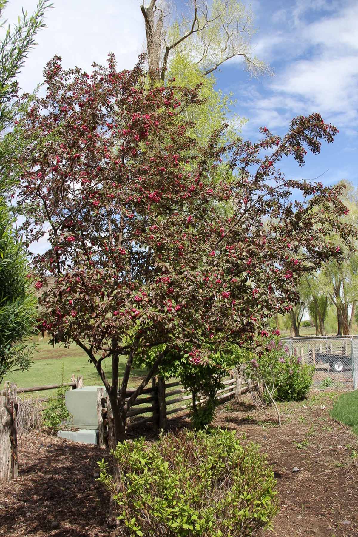 Centennial Ranch property picture 137 of 147