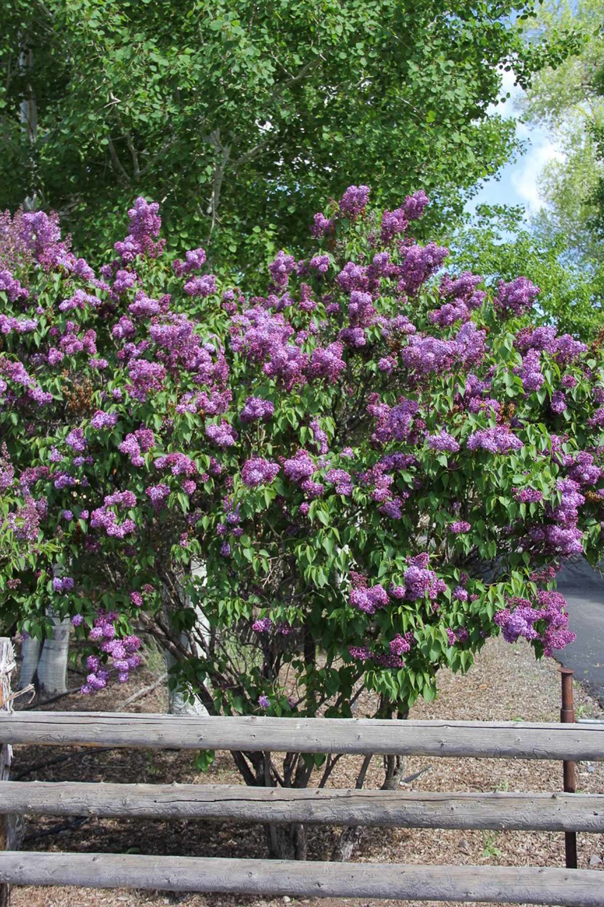 Centennial Ranch property picture 144 of 147