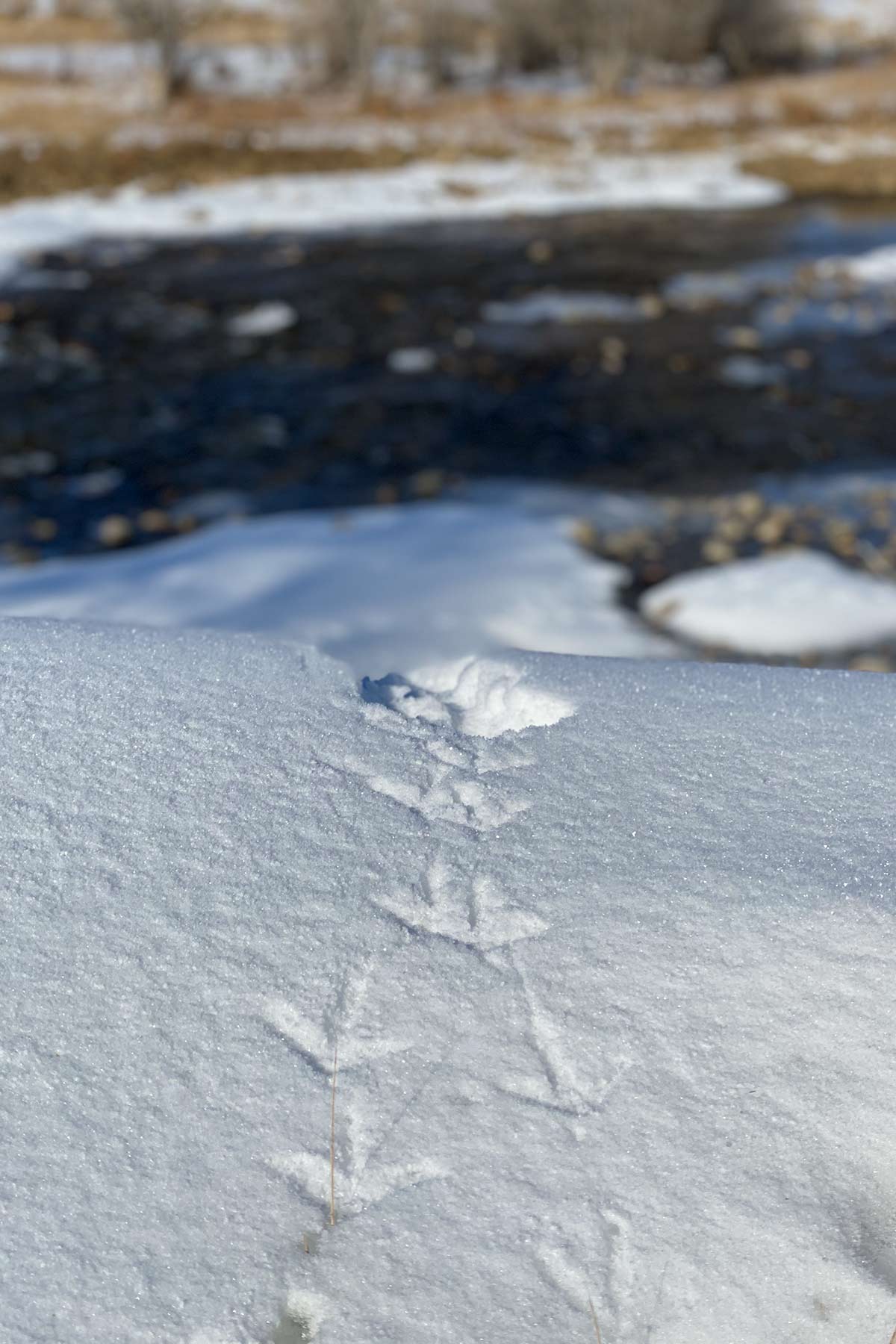 Diamond S Ranch property picture 30 of 45