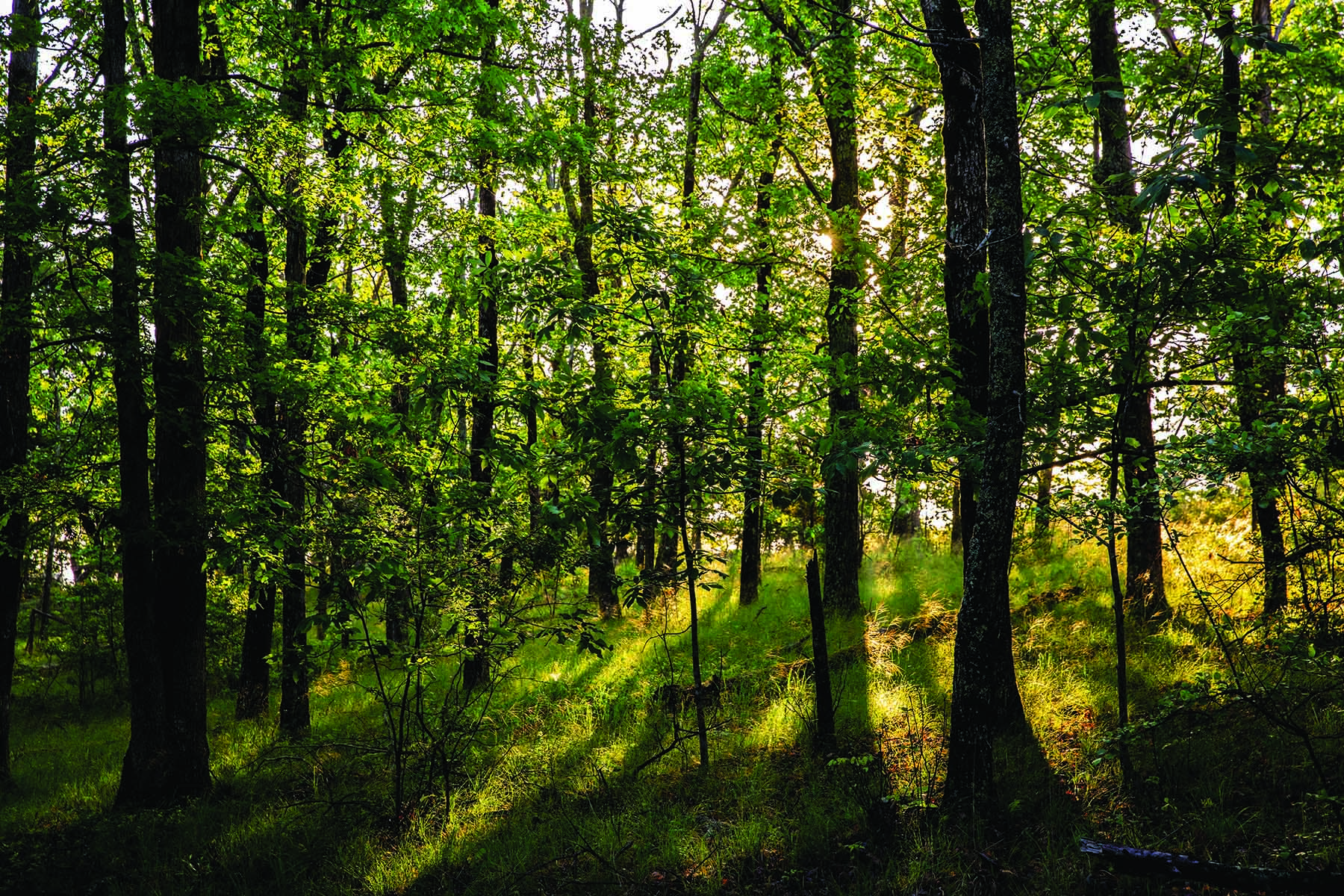 Cloudland Brow property picture 25 of 26