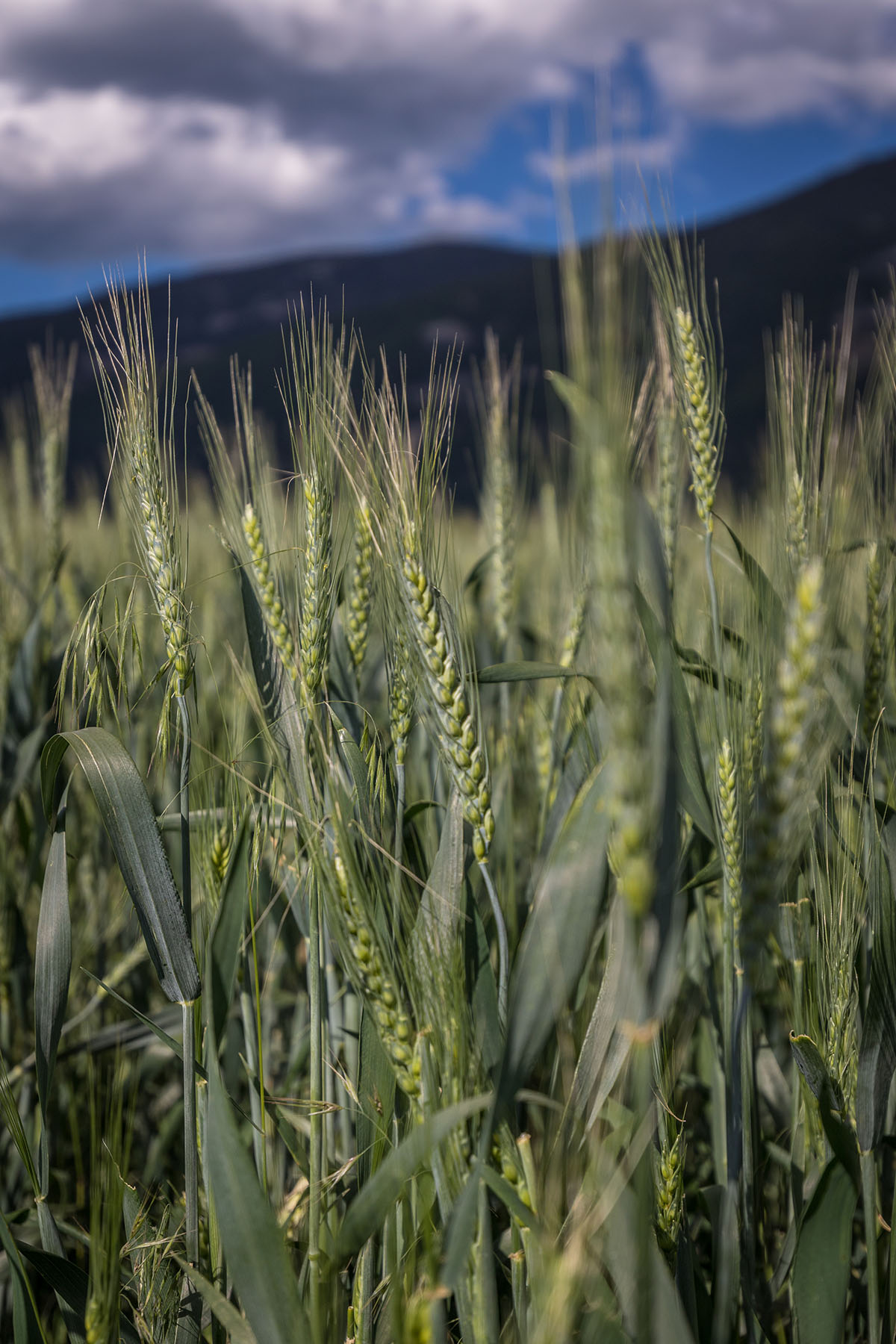 Little Rocky Canyon Ranch property picture 18 of 29