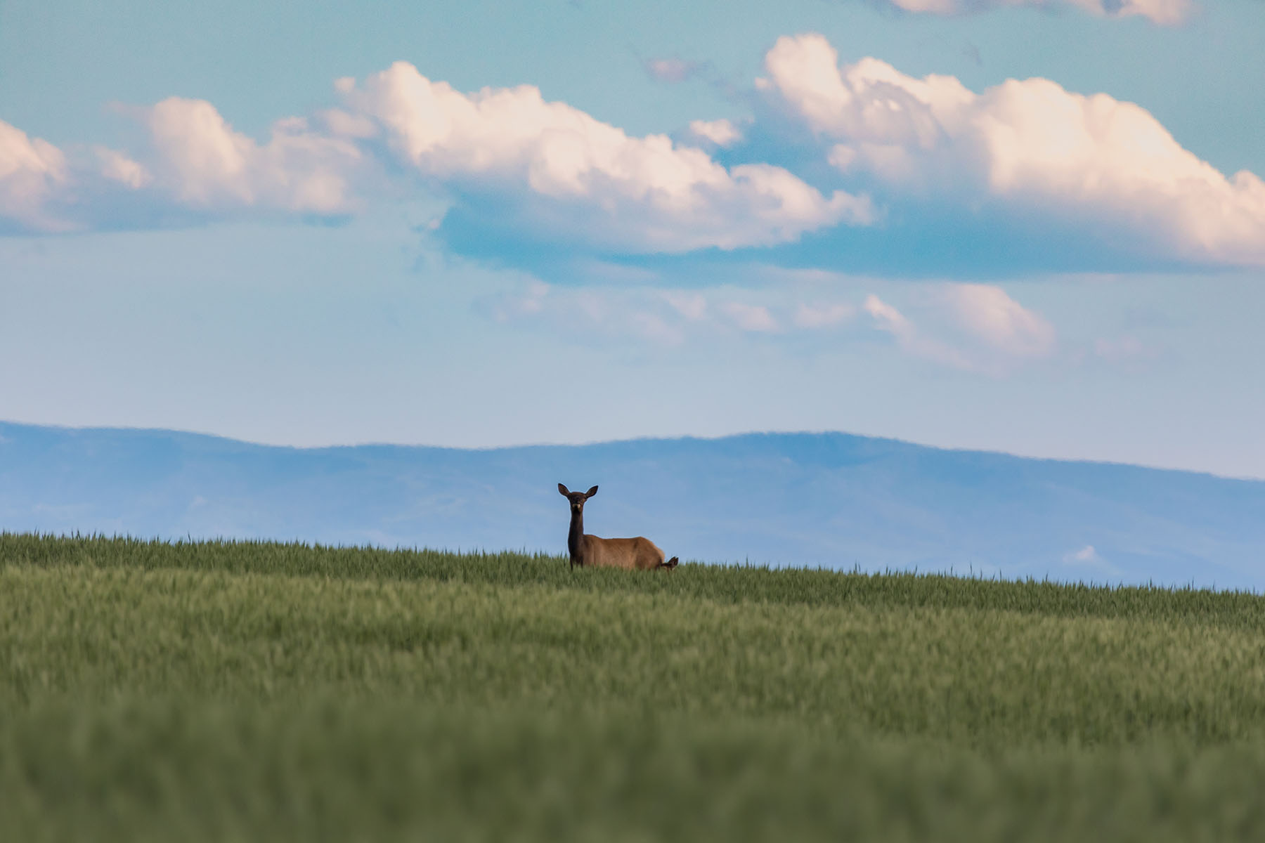 Little Rocky Canyon Ranch property picture 13 of 29