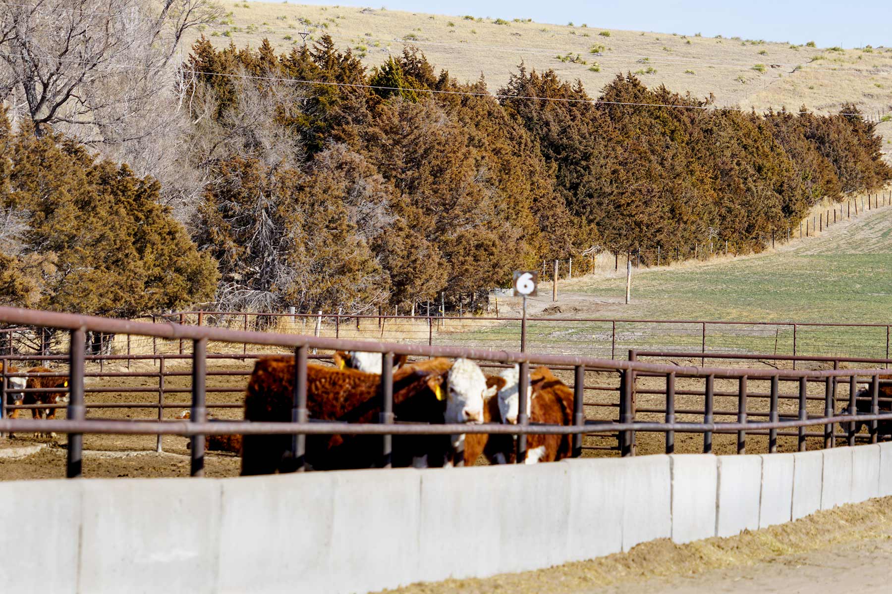 Diversified Sandhills Ranch property picture 19 of 53