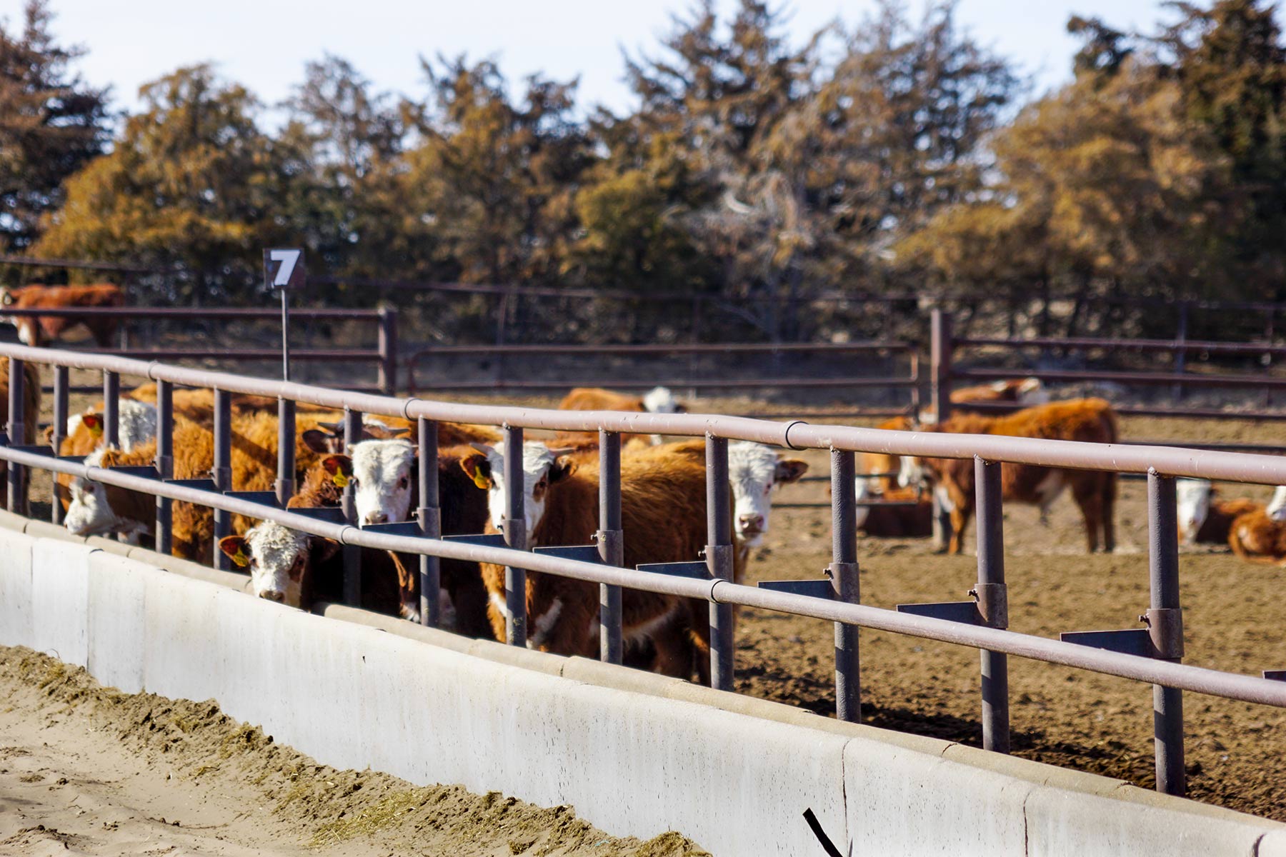 Diversified Sandhills Ranch property picture 27 of 53