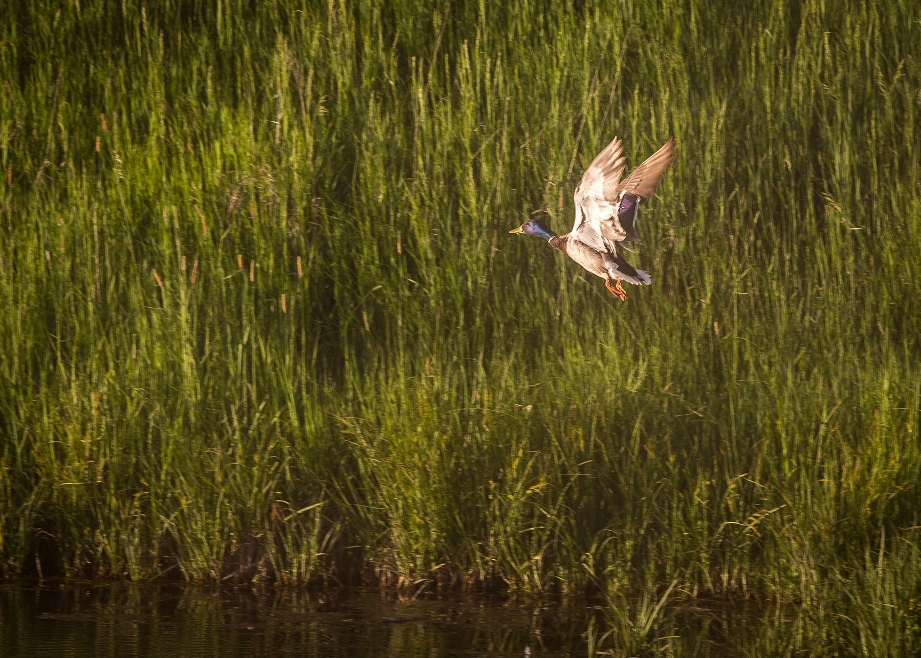 Story Creek Preserve property picture 44 of 48