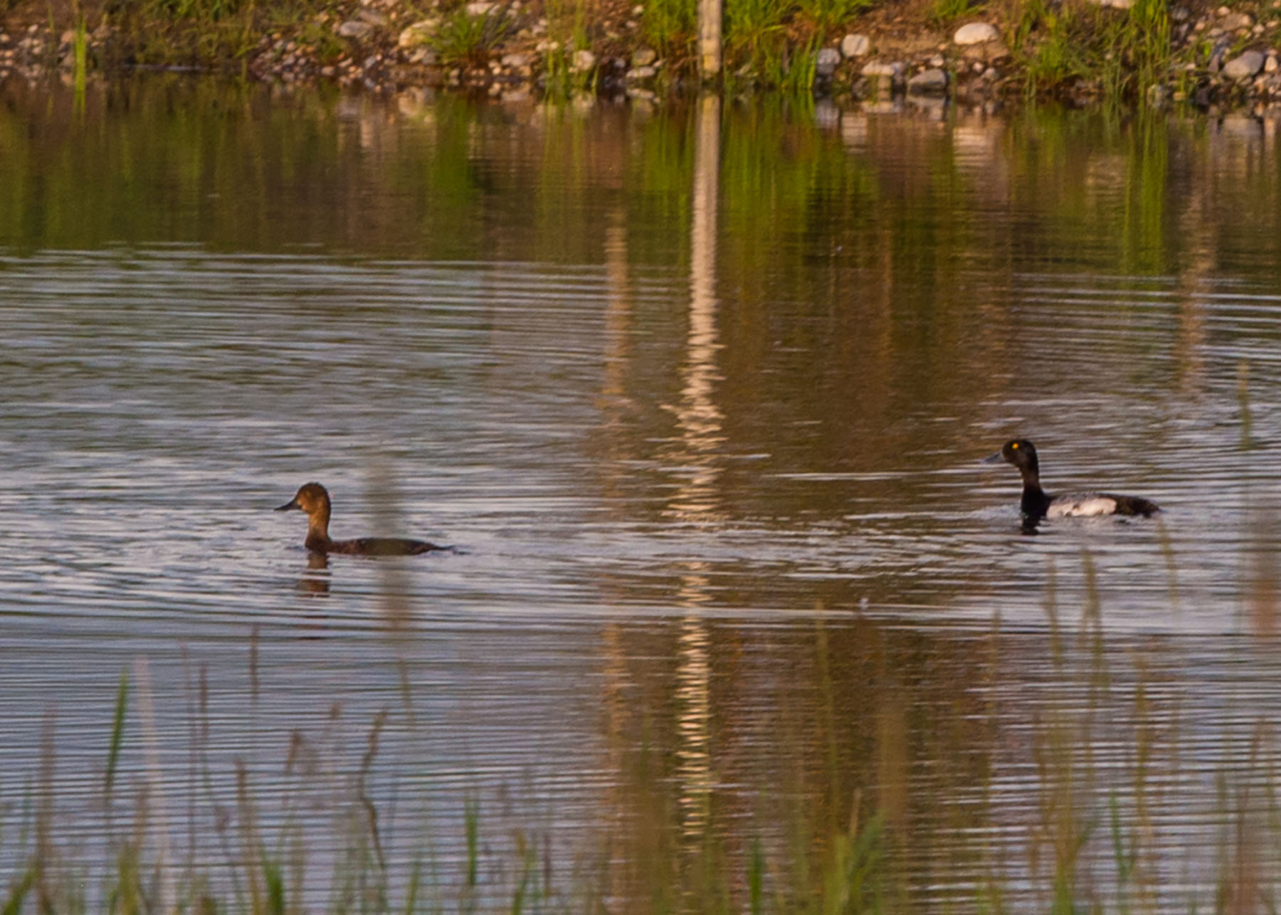 Story Creek Preserve property picture 43 of 48