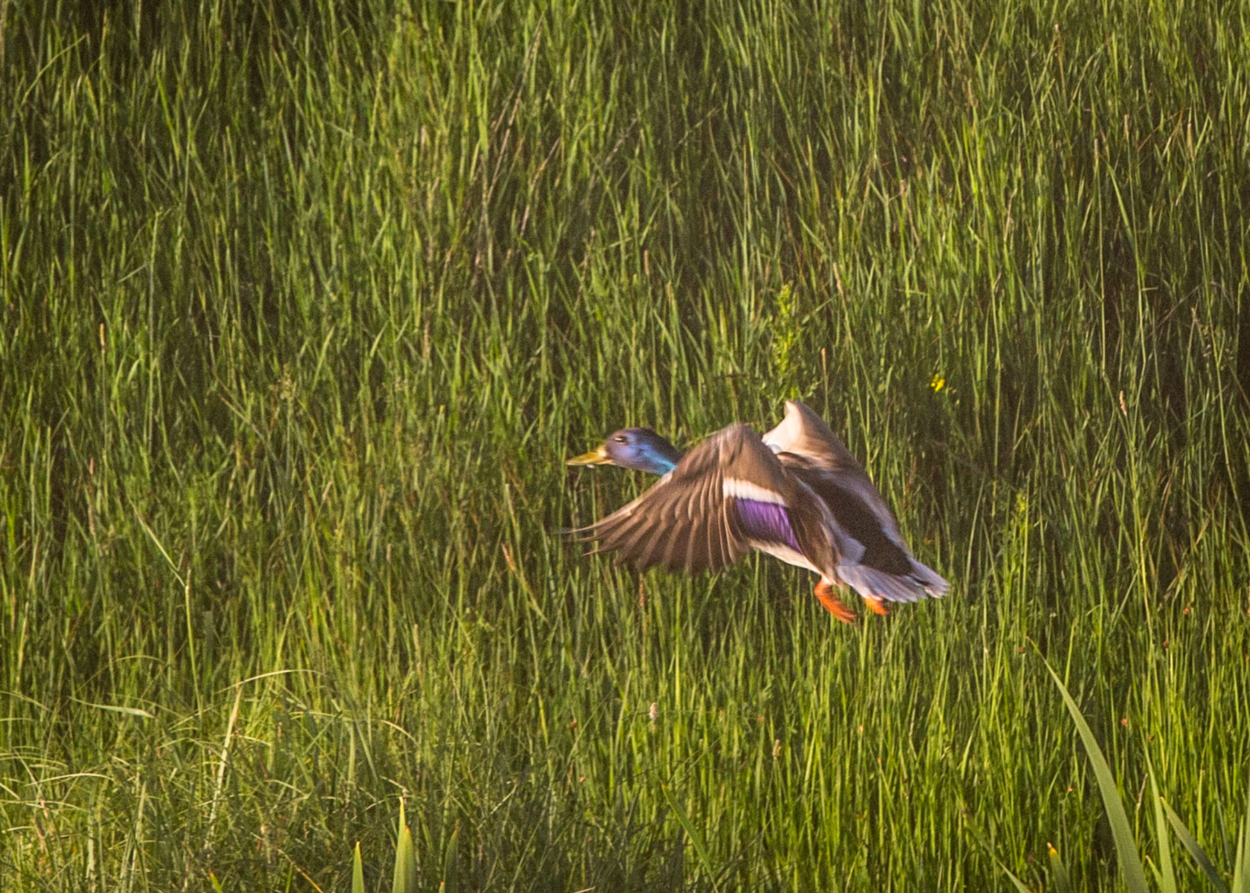 Story Creek Preserve property picture 11 of 48