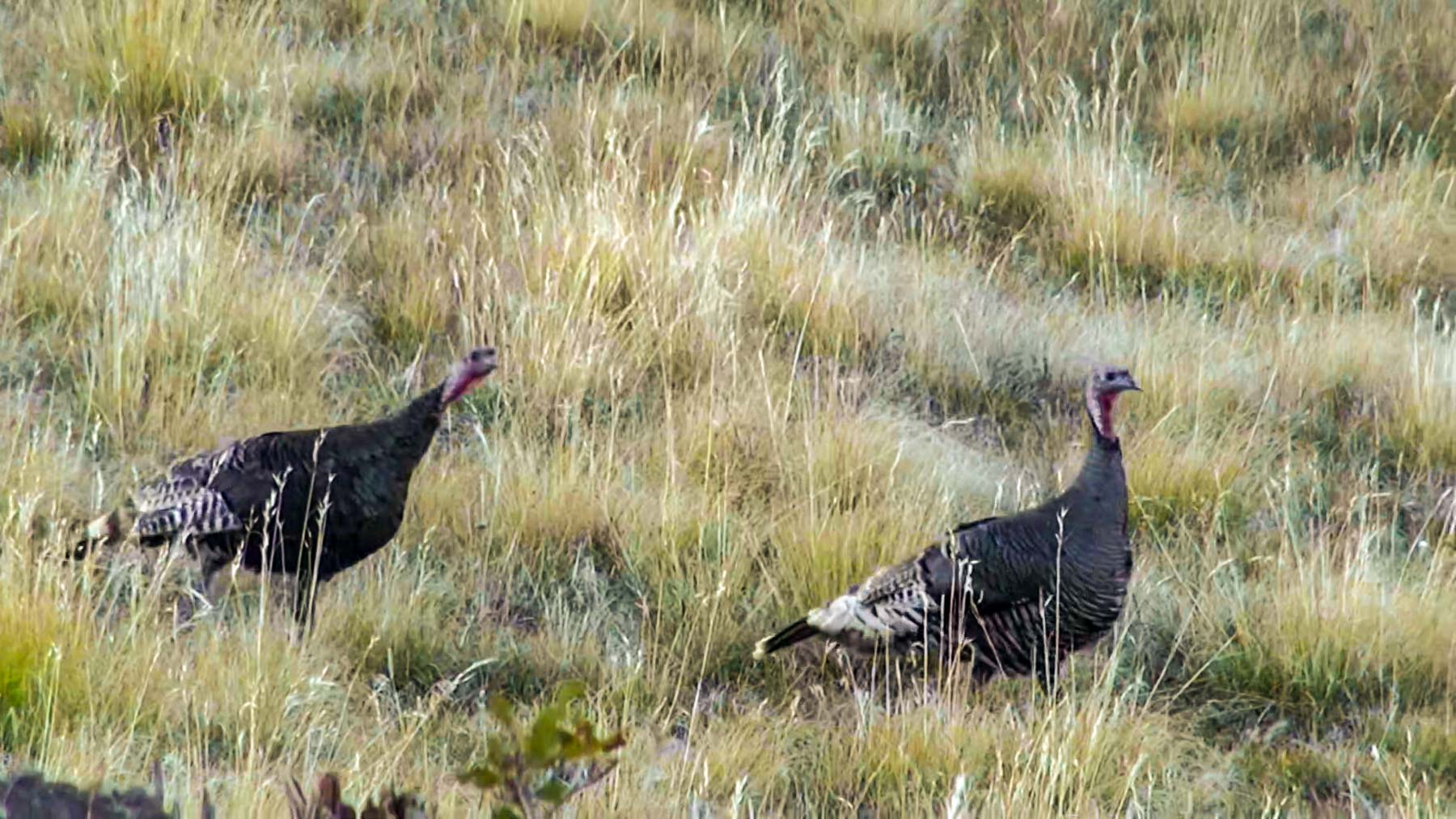 Quinlan Ranch property picture 27 of 115