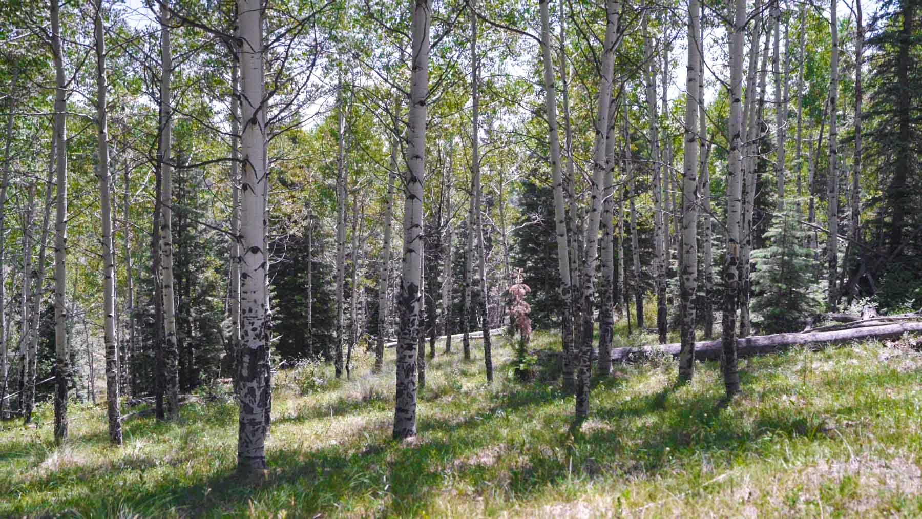 Quinlan Ranch property picture 69 of 115