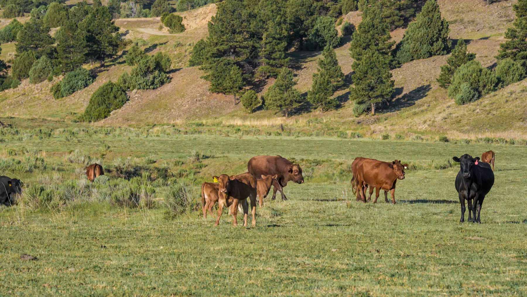 Quinlan Ranch property picture 84 of 115