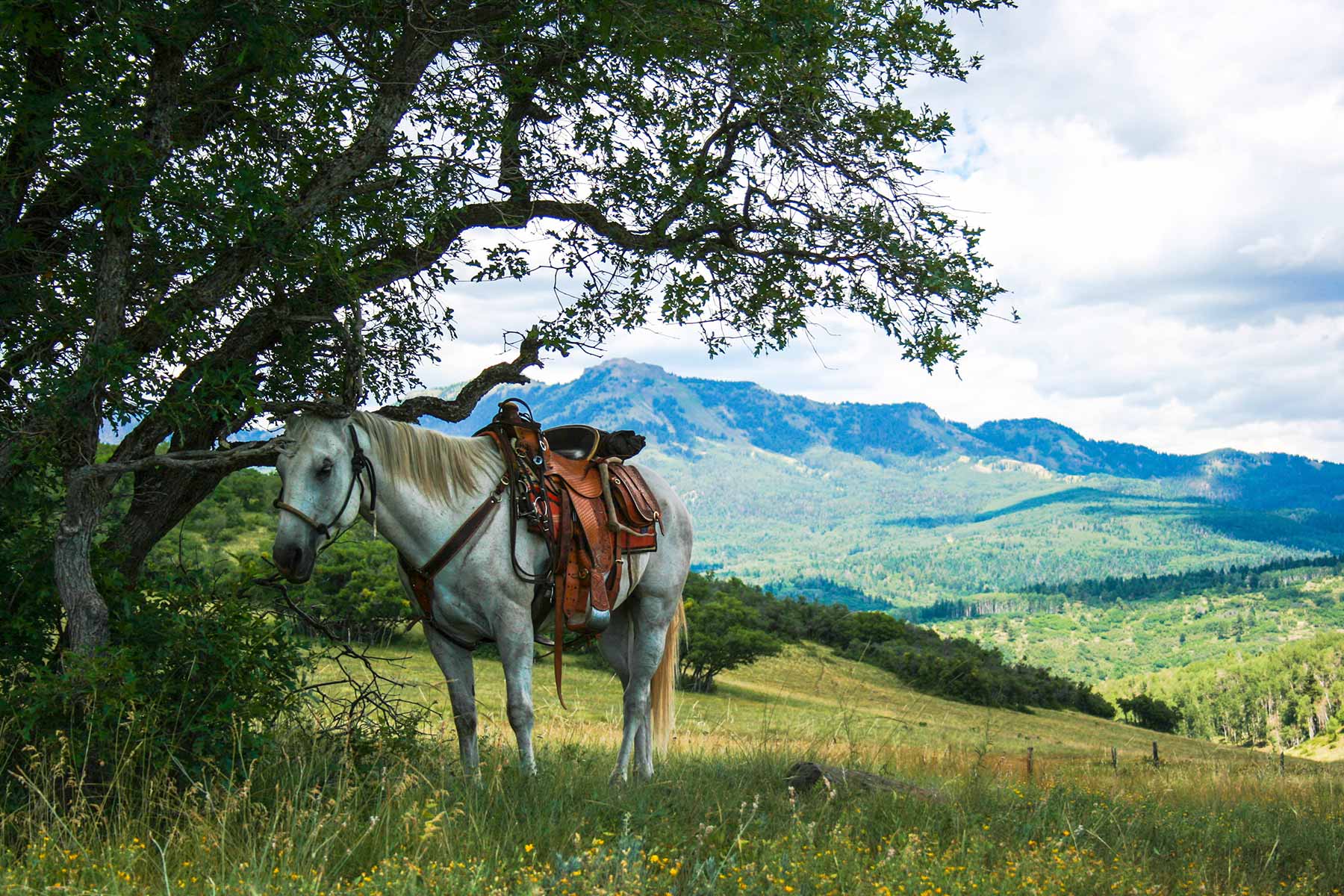 Quinlan Ranch property picture 20 of 115