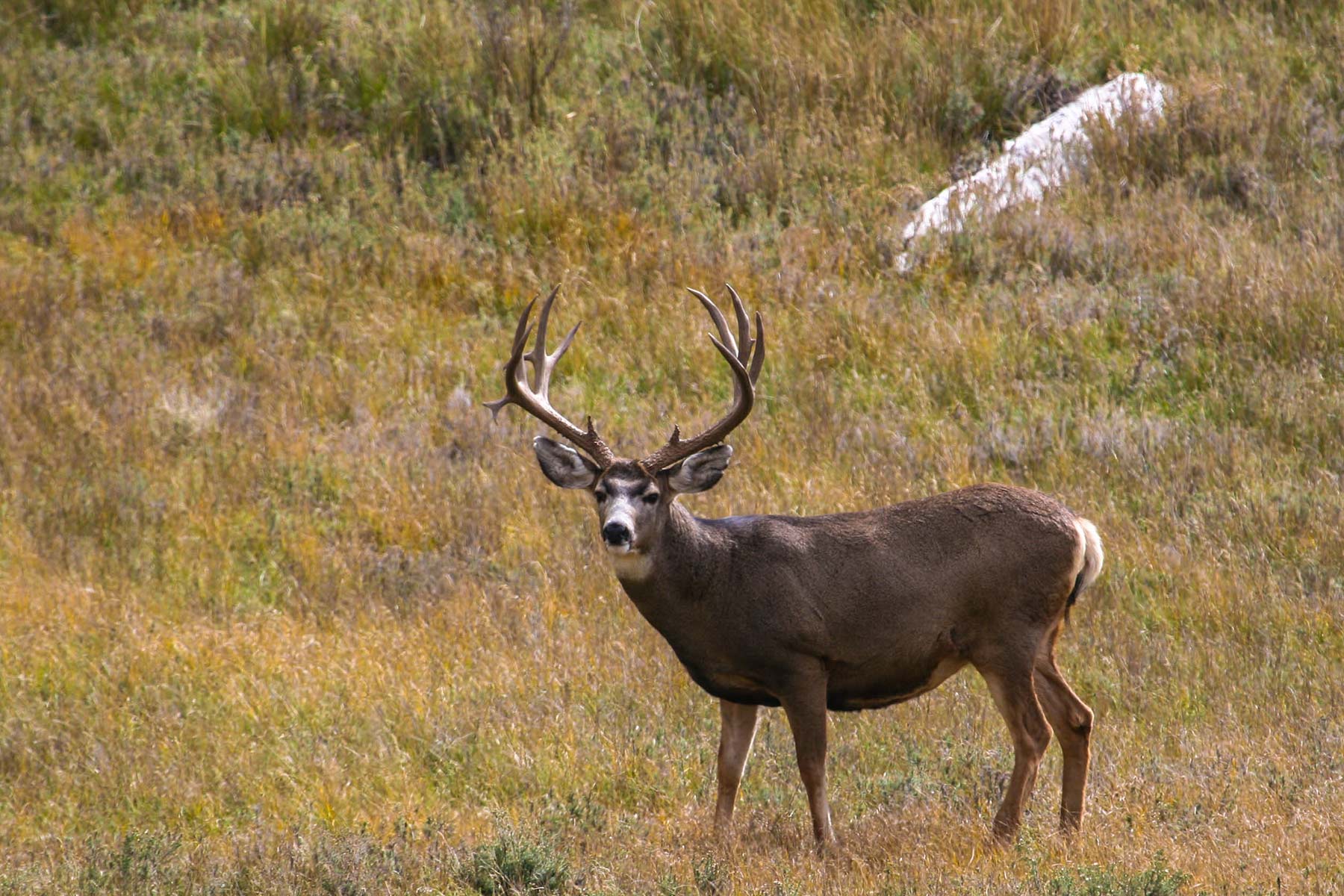 Quinlan Ranch property picture 21 of 115