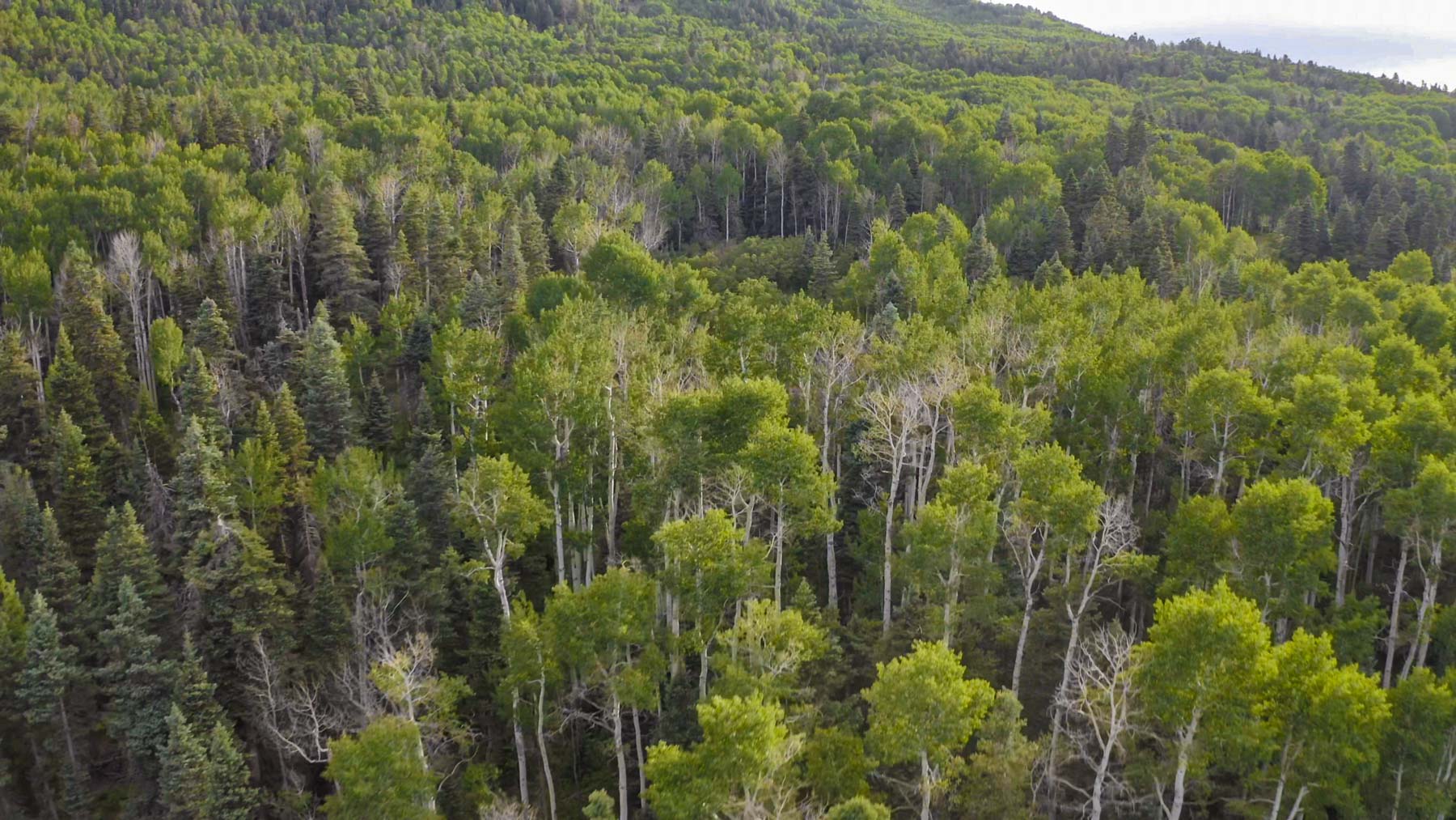 Quinlan Ranch property picture 37 of 115