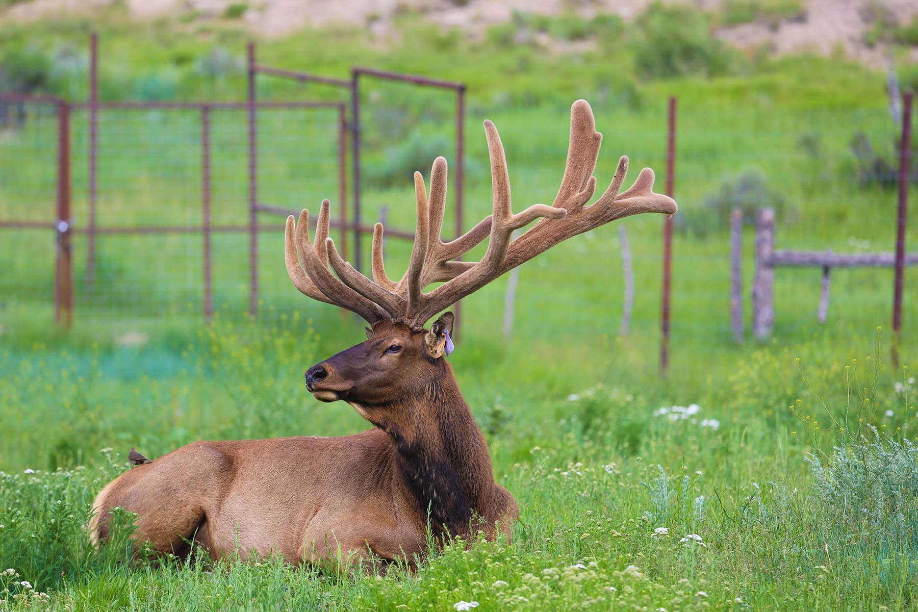 Quinlan Ranch property picture 23 of 115