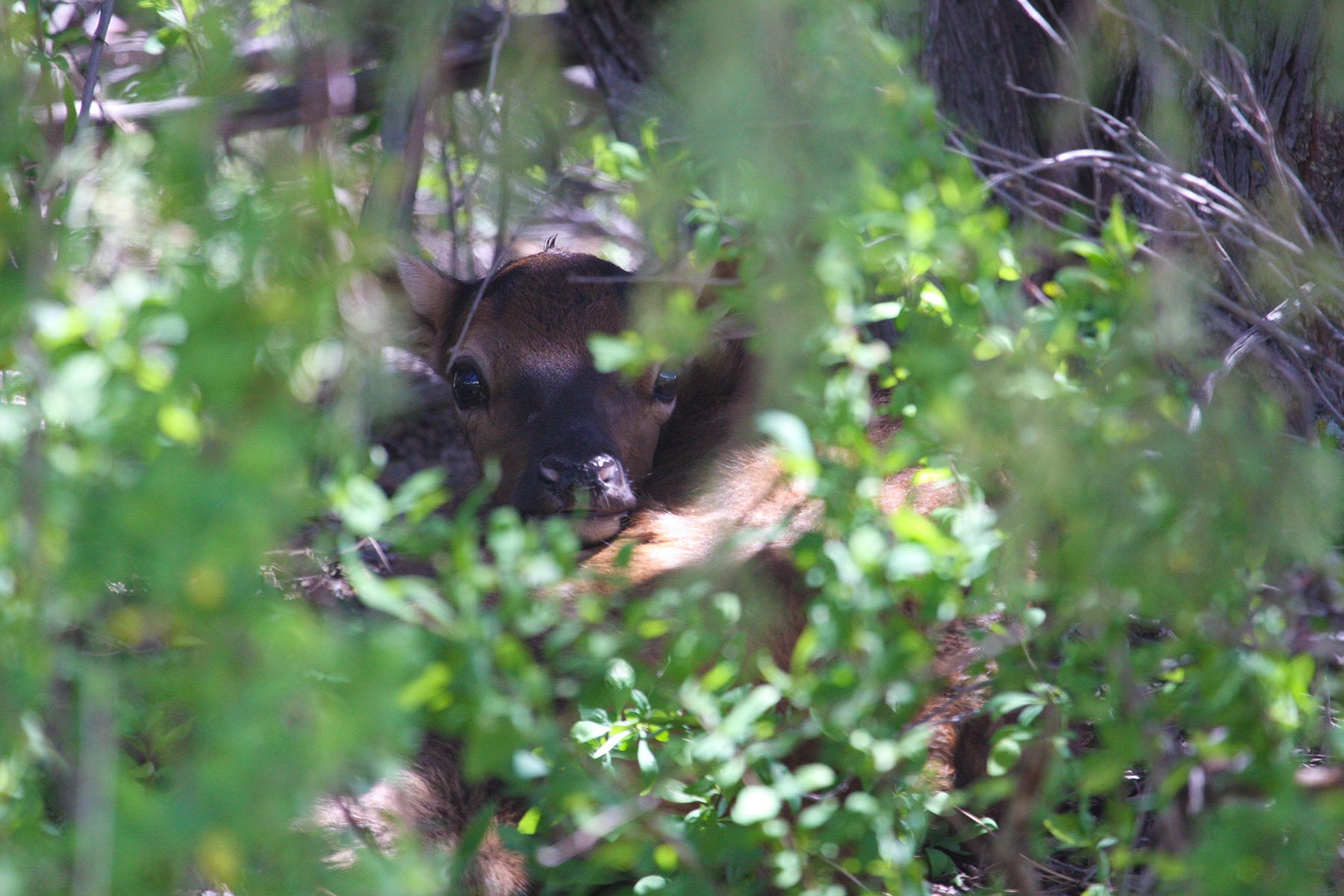 Quinlan Ranch property picture 22 of 115