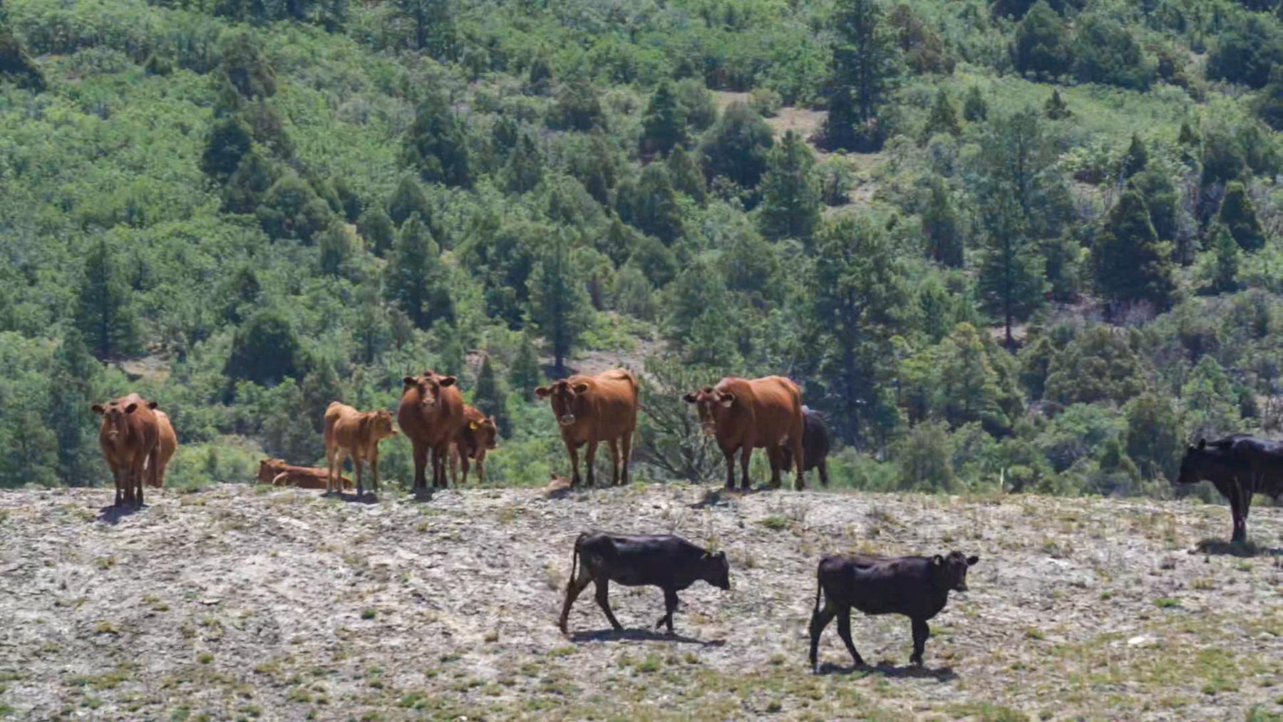 Quinlan Ranch property picture 90 of 115