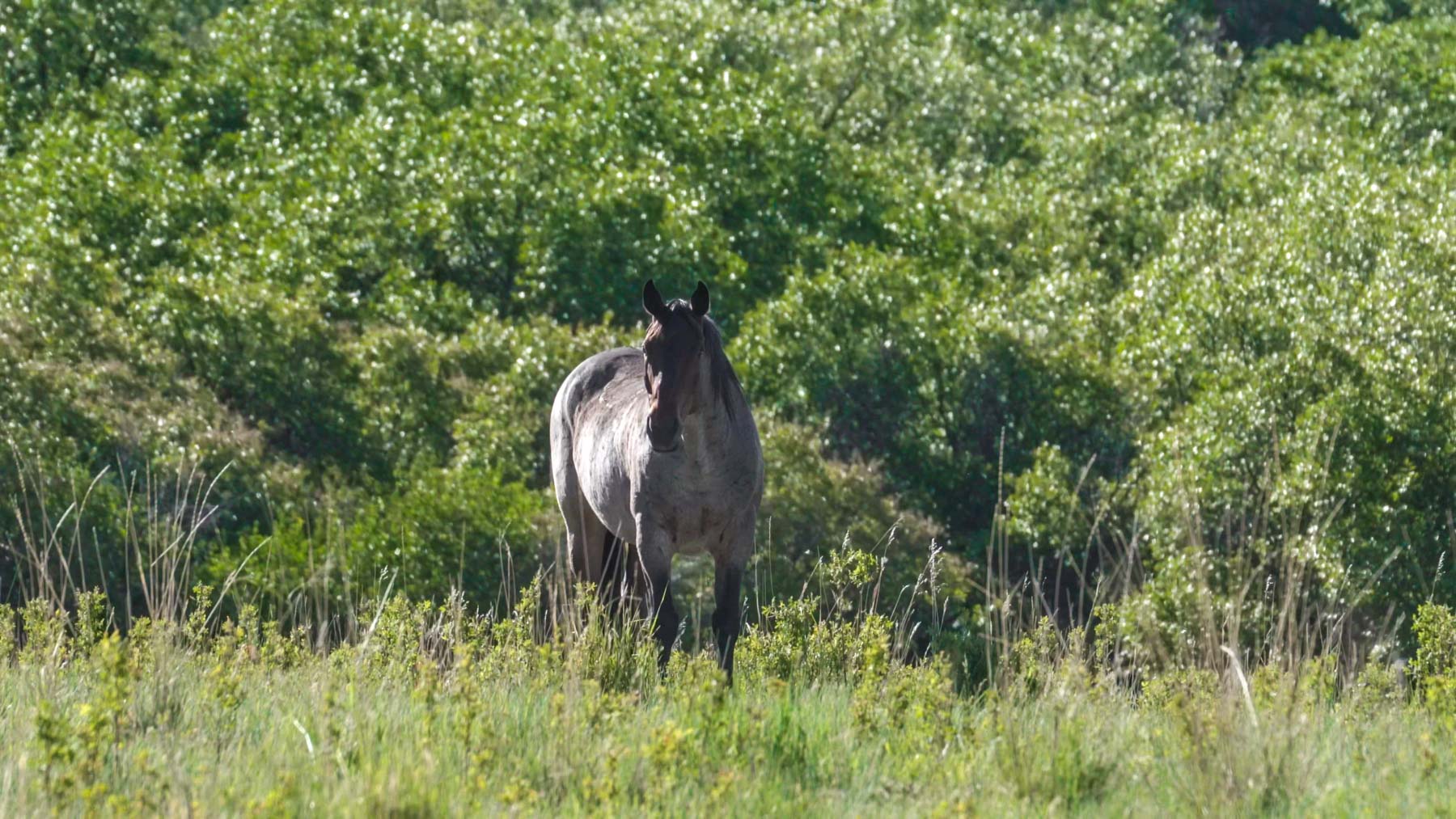 Quinlan Ranch property picture 67 of 115