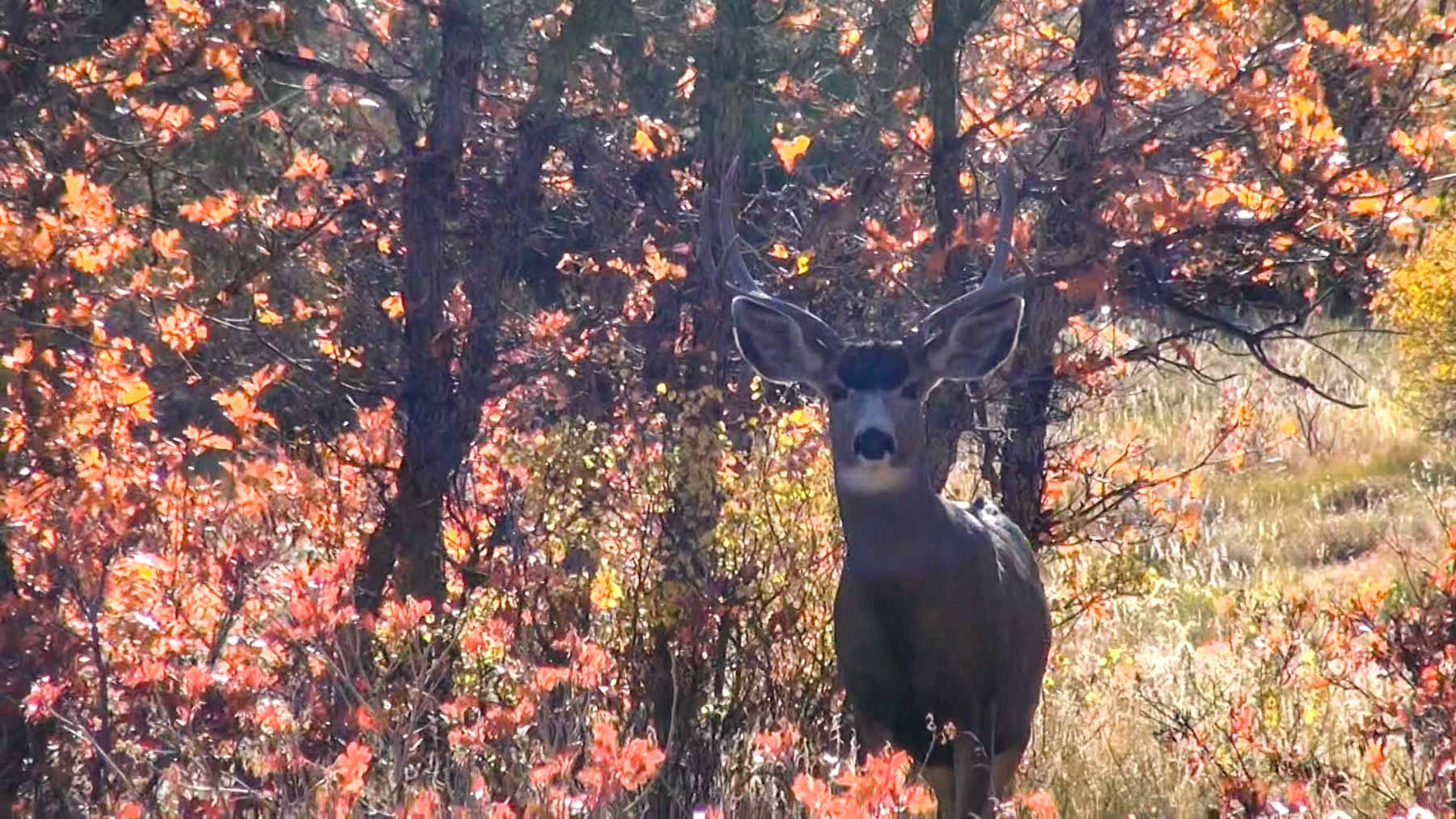 Quinlan Ranch property picture 30 of 115