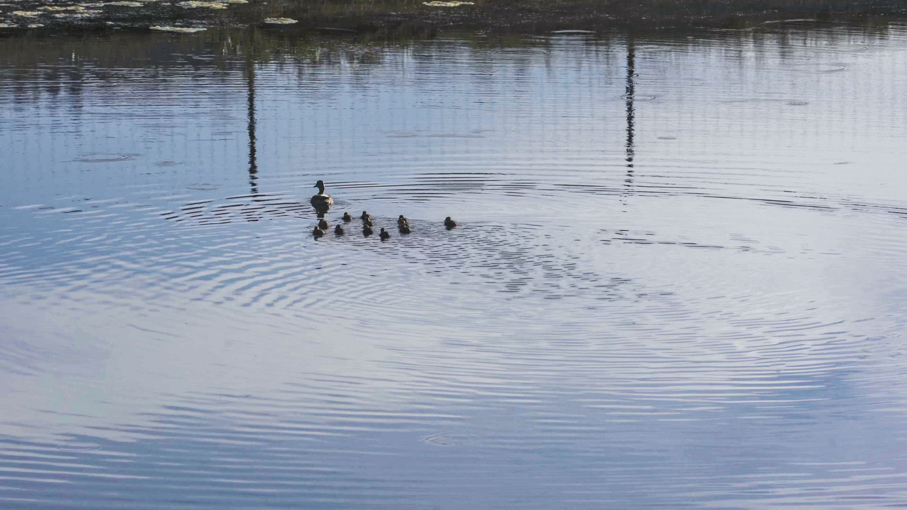 Quinlan Ranch property picture 85 of 115