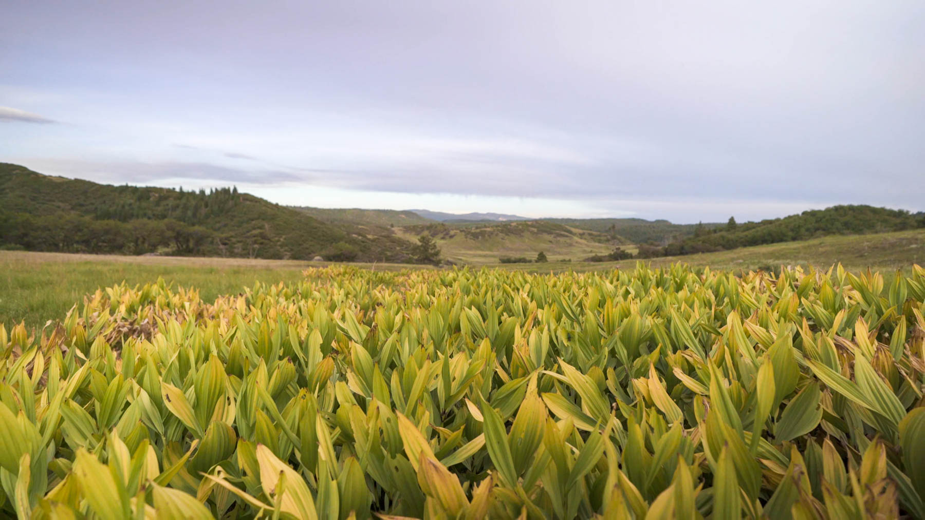 Quinlan Ranch property picture 50 of 115