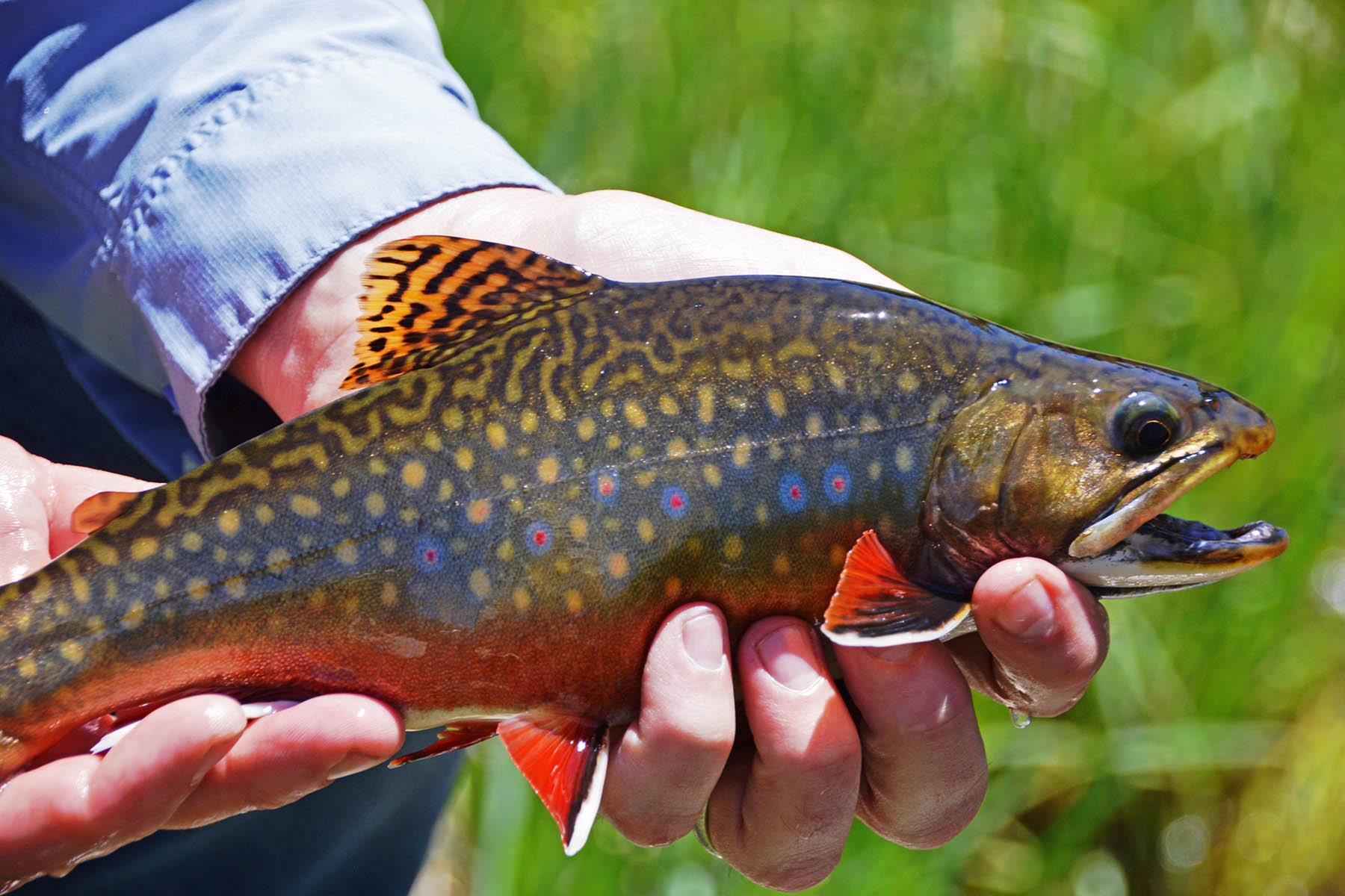 Thunder River Ranch property picture 22 of 51