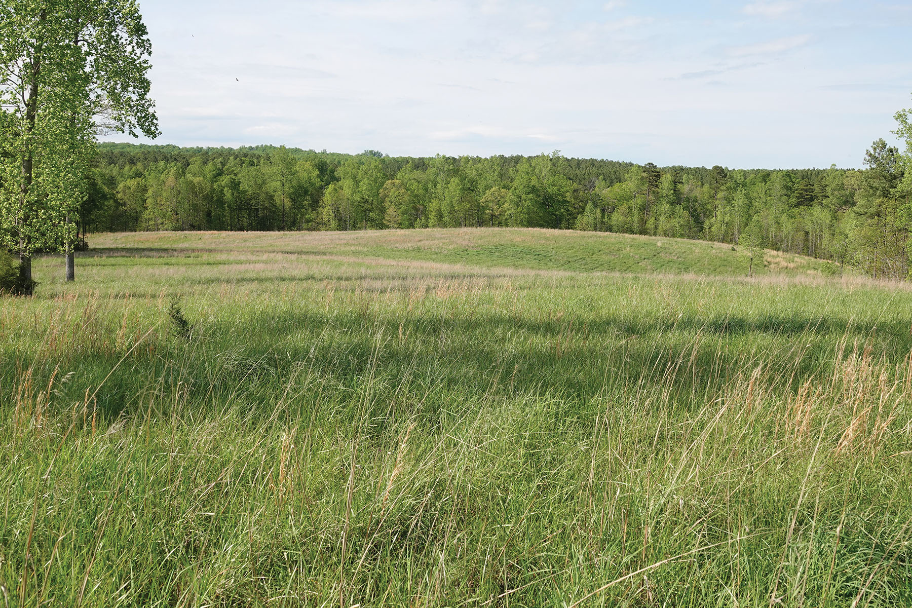 Nydrie Stud property picture 19 of 26