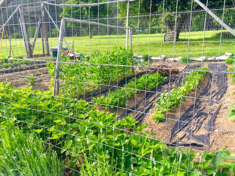 Campbell's Ferry Ranch property picture 26 of 78